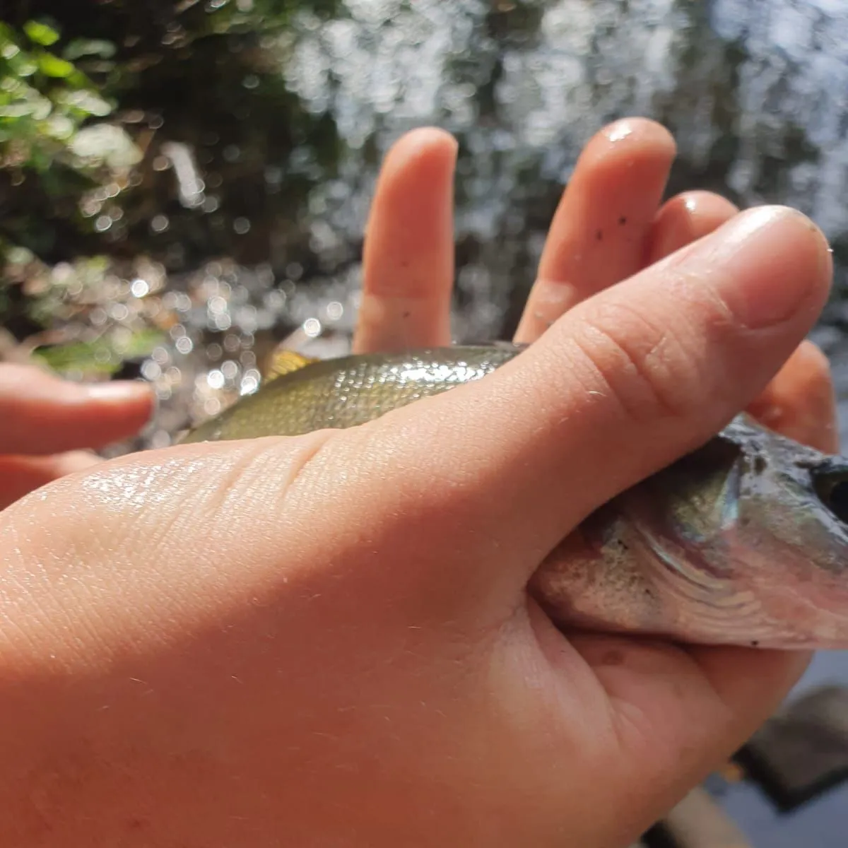 European perch caught on Fishbrain