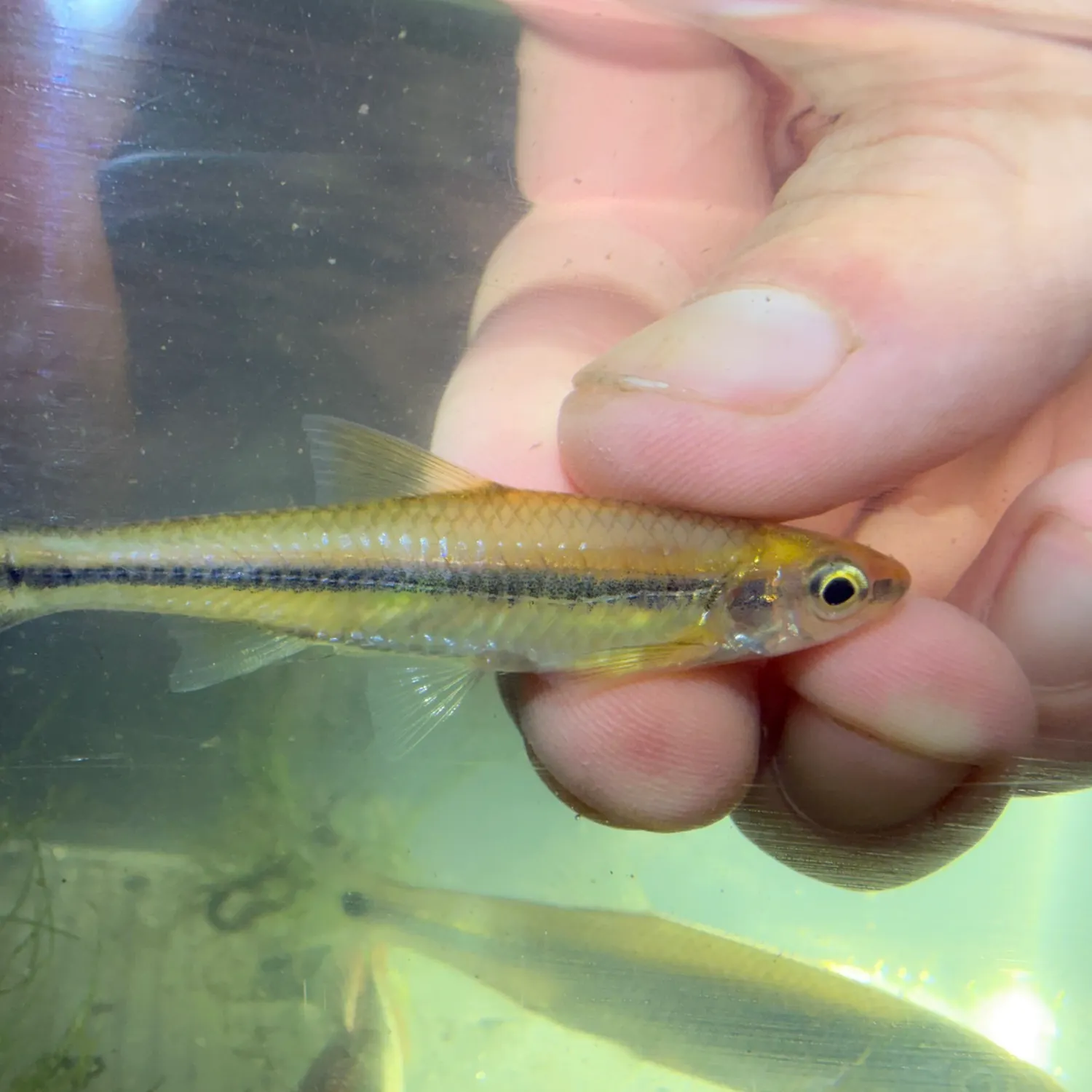 The most recent Weed shiner catches on Fishbrain