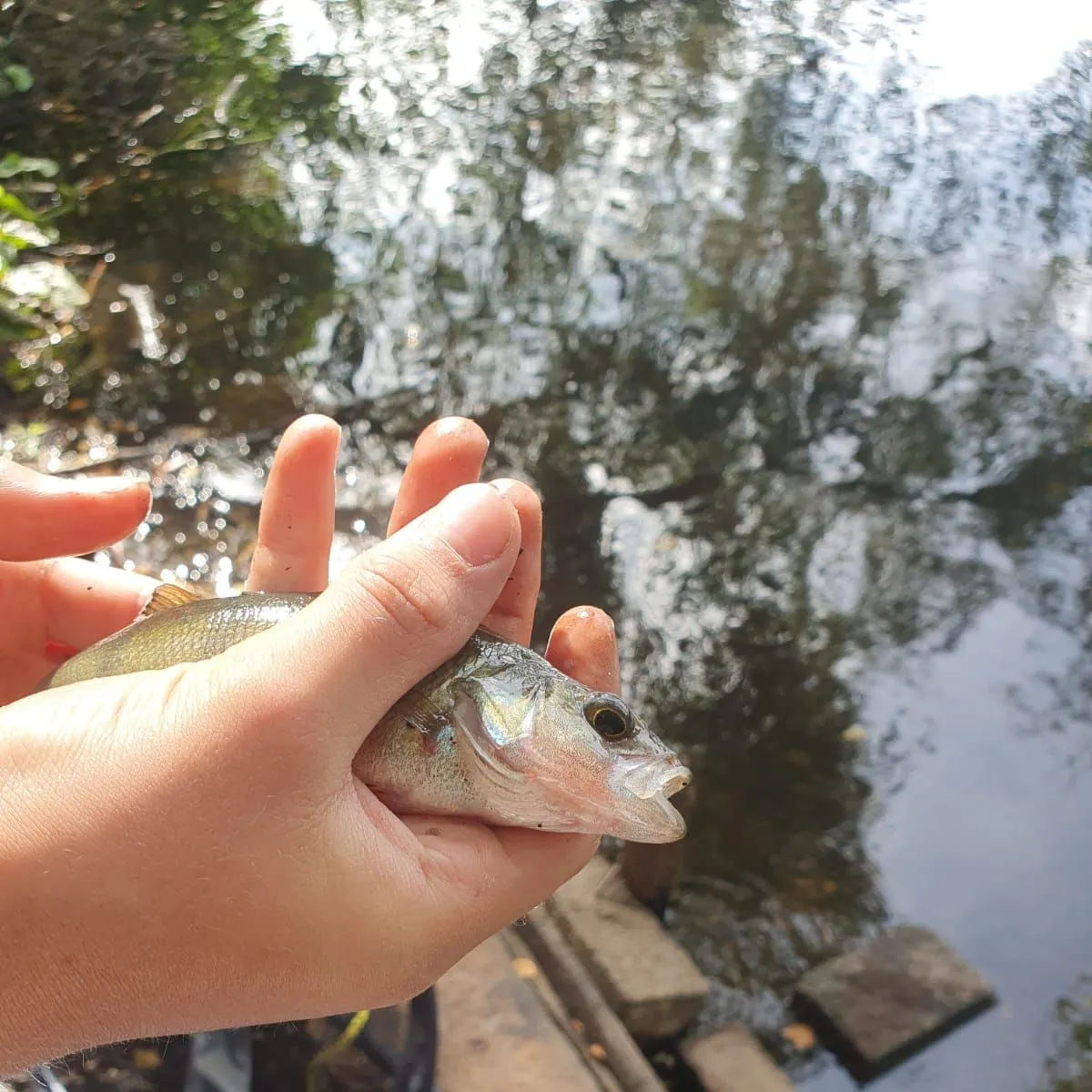 European perch caught on Fishbrain
