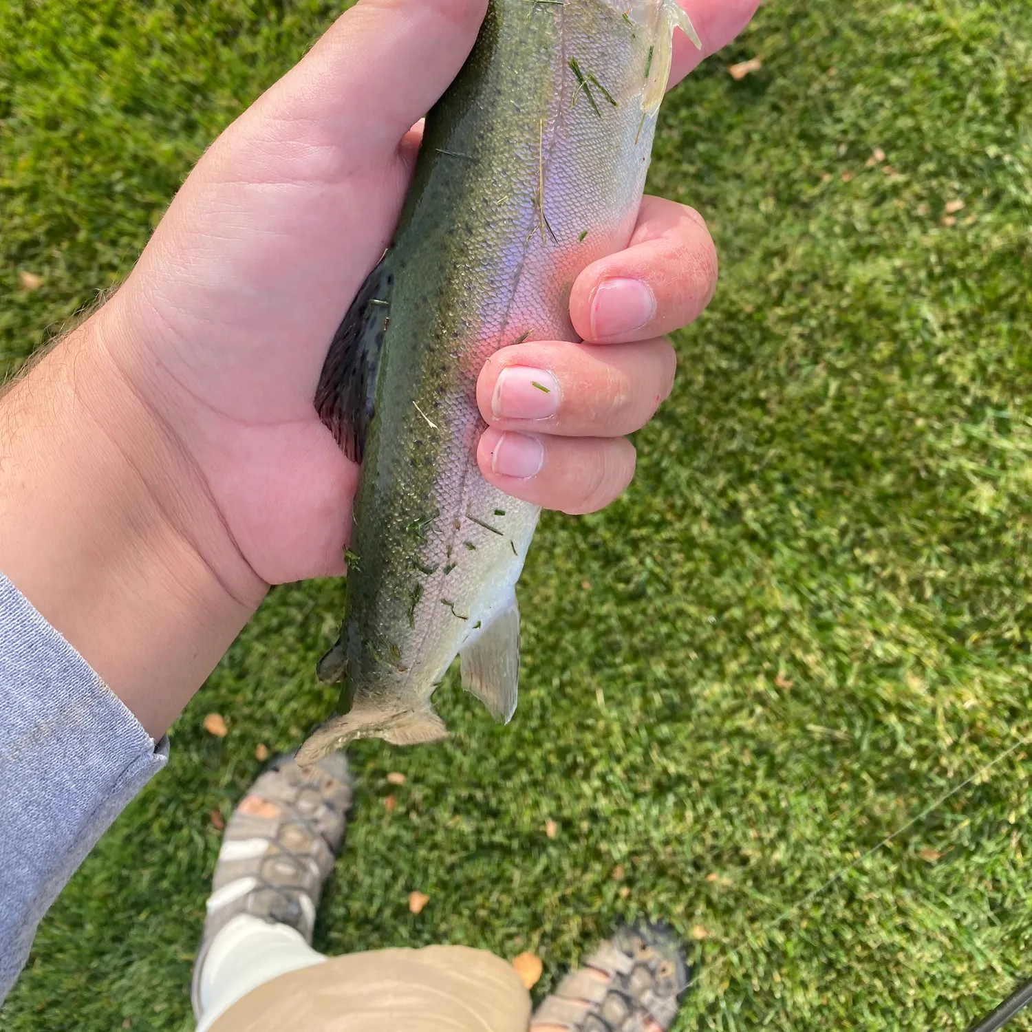 Rainbow trout caught on Fishbrain