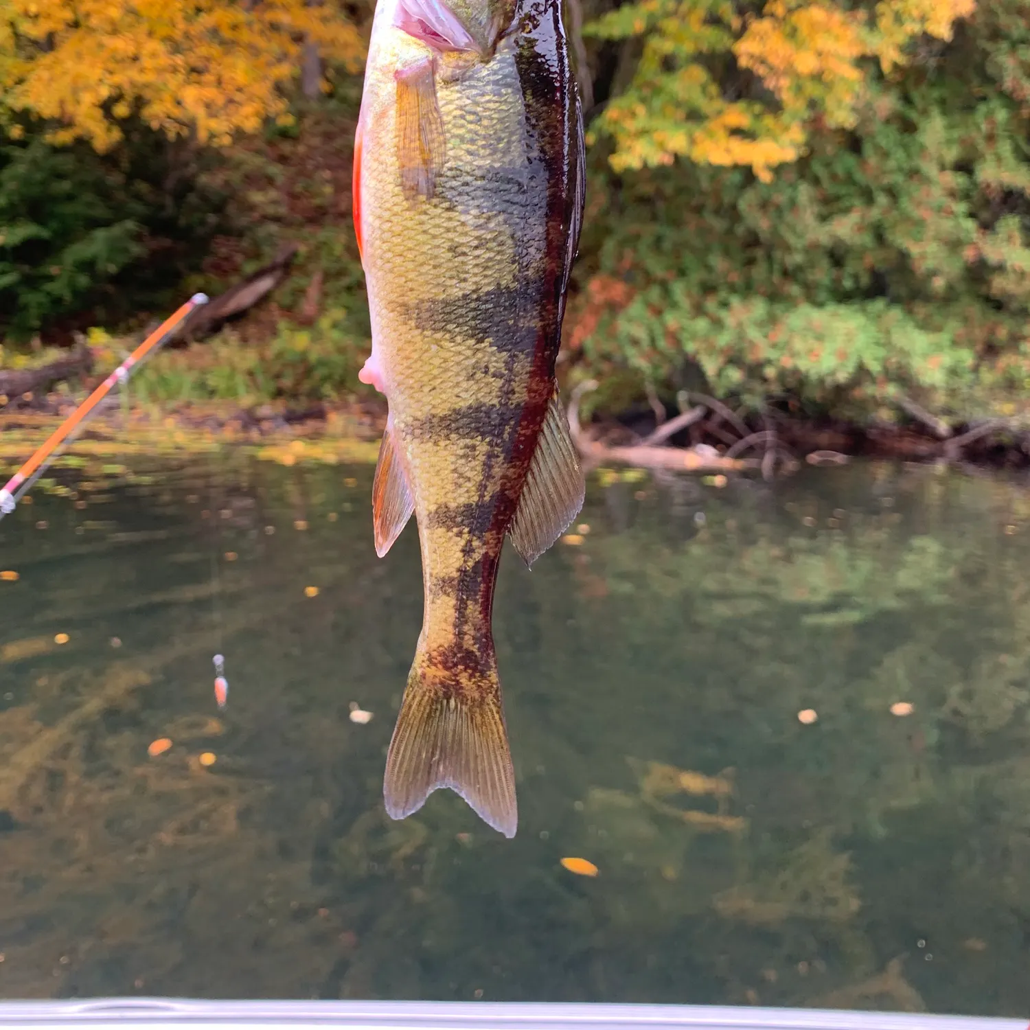 Yellow perch caught on Fishbrain