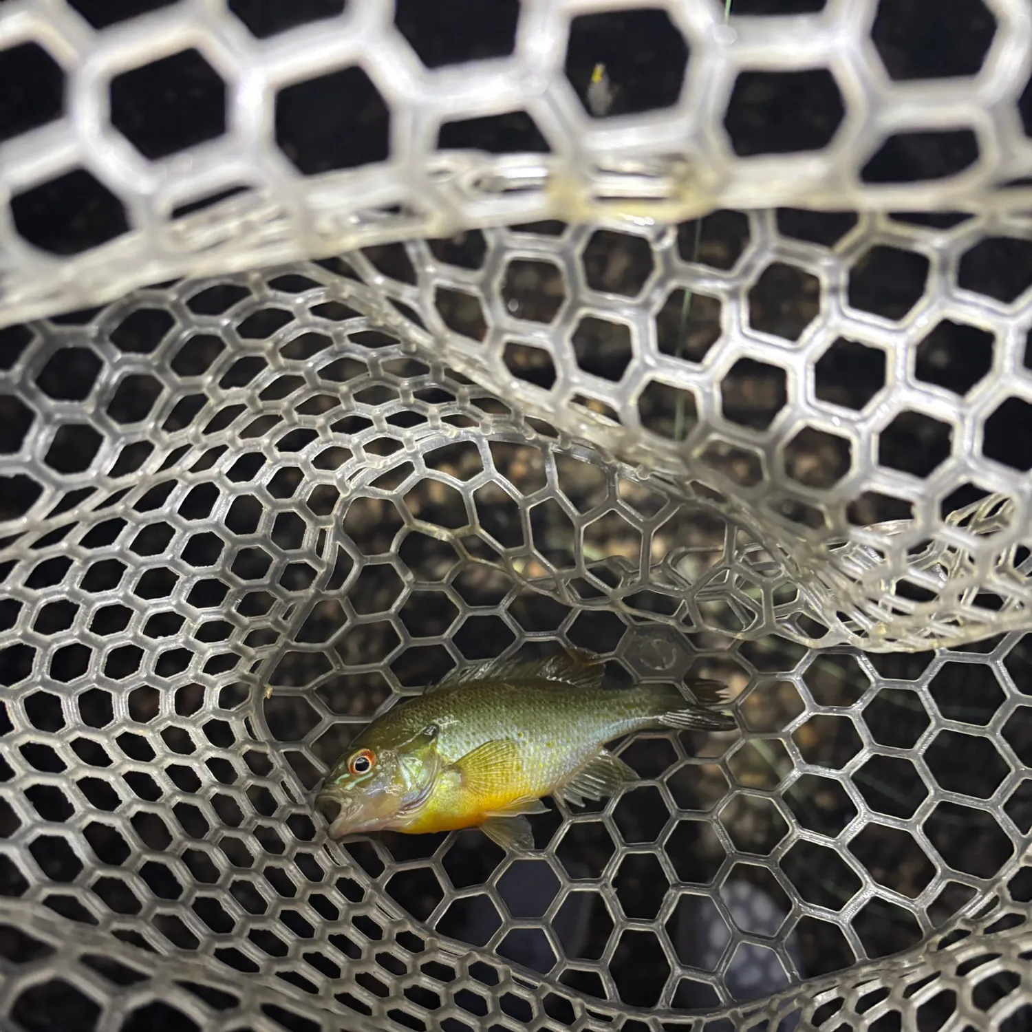Redbreast sunfish caught on Fishbrain