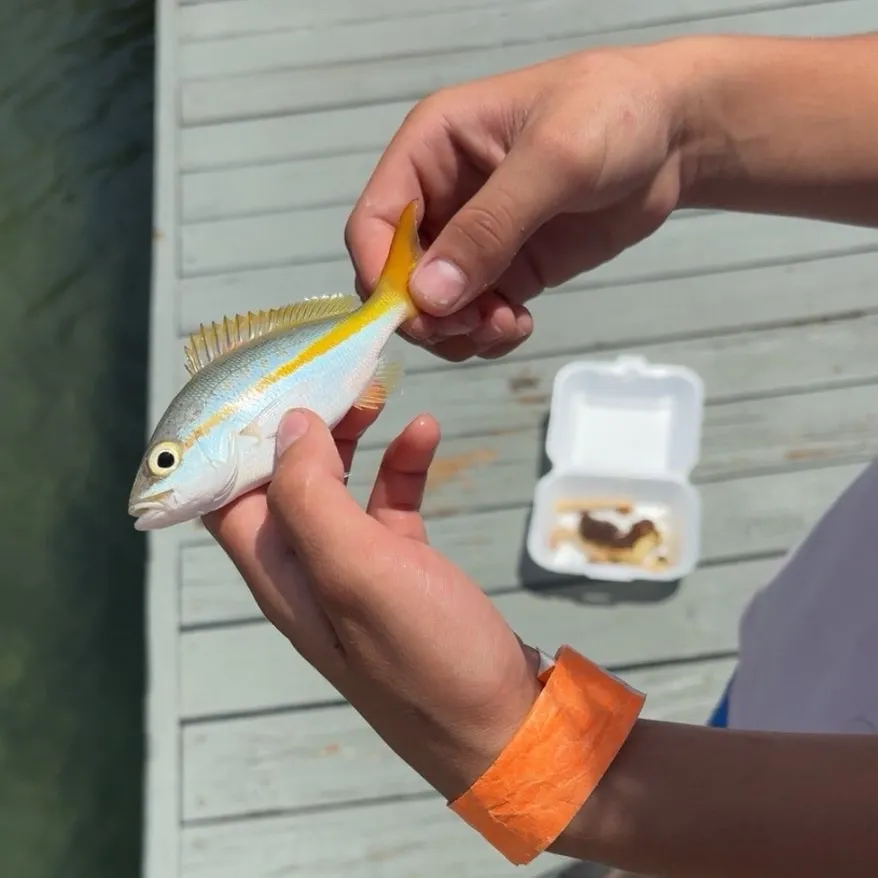 Yellowtail snapper caught on Fishbrain
