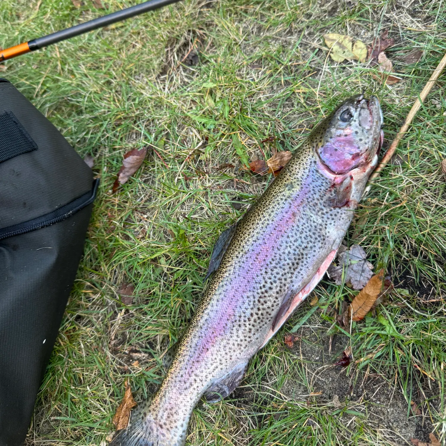 Rainbow trout caught on Fishbrain