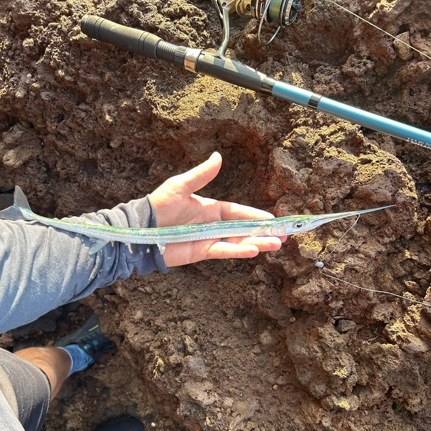 The most recent Keeled needlefish catches on Fishbrain