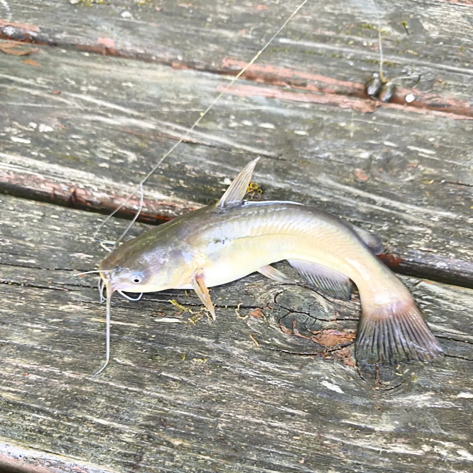 Black bullhead caught on Fishbrain