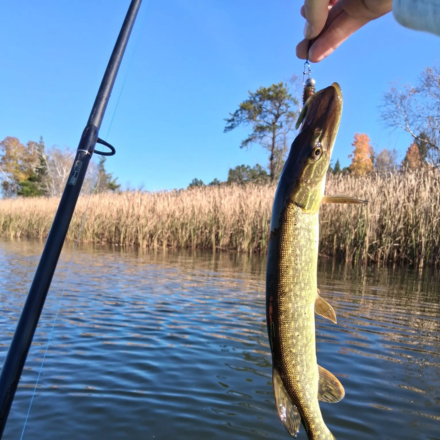 Northern pike caught on Fishbrain