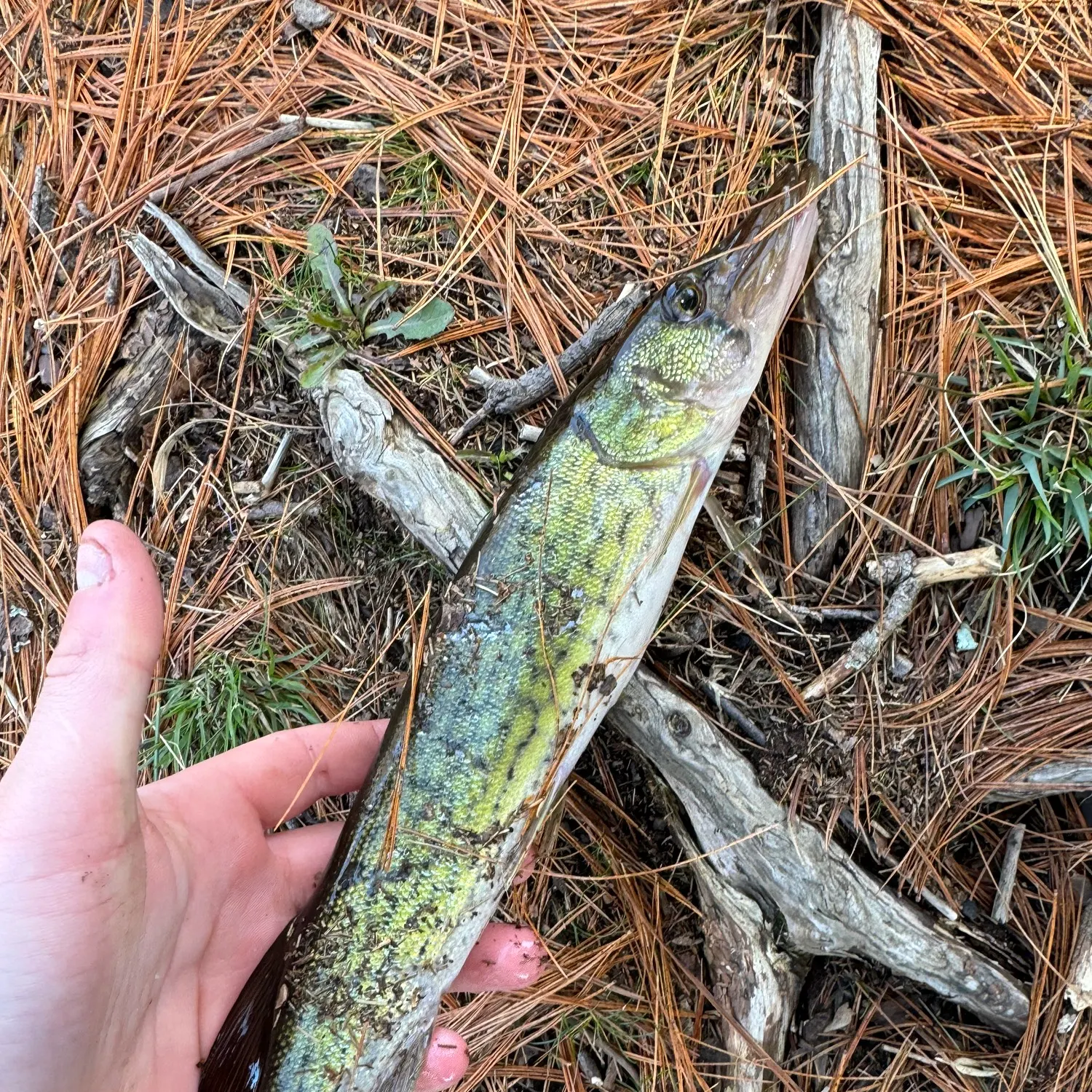 Chain pickerel caught on Fishbrain