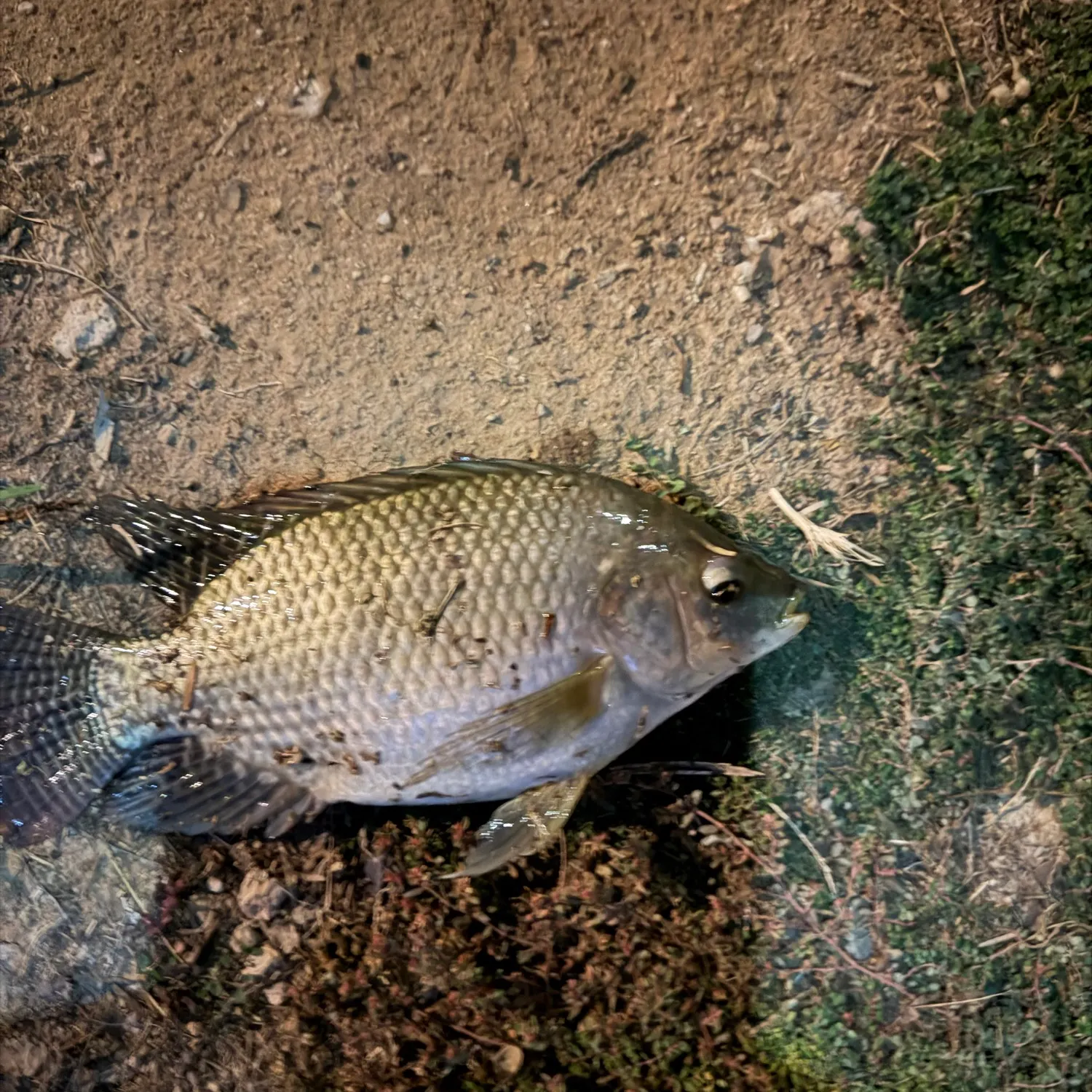 Nile tilapia caught on Fishbrain
