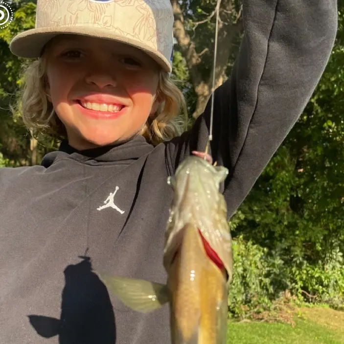 The most recent Green sunfish catches on Fishbrain