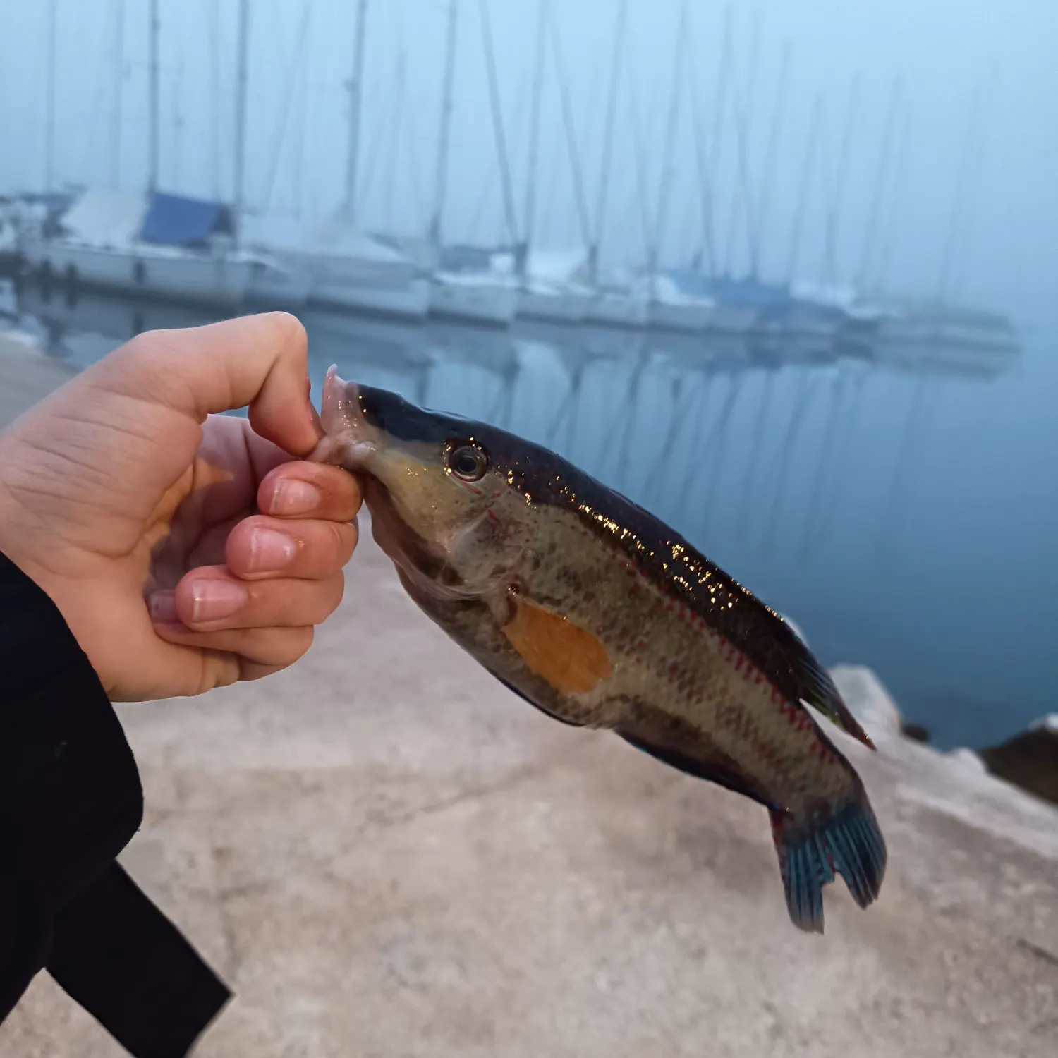 The most recent East Atlantic peacock wrasse catches on Fishbrain