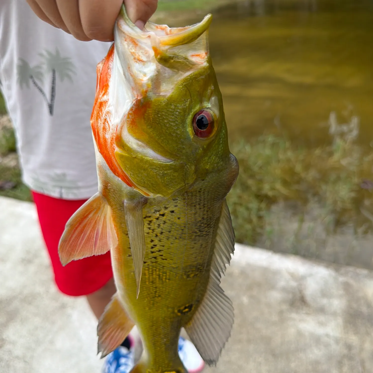 Butterfly peacock bass caught on Fishbrain