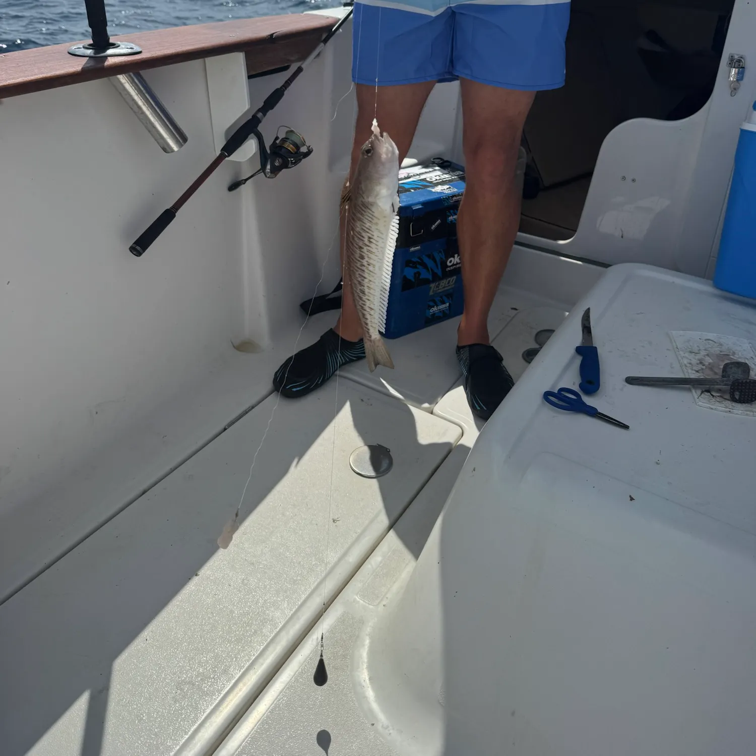 The most recent Greater weever catches on Fishbrain