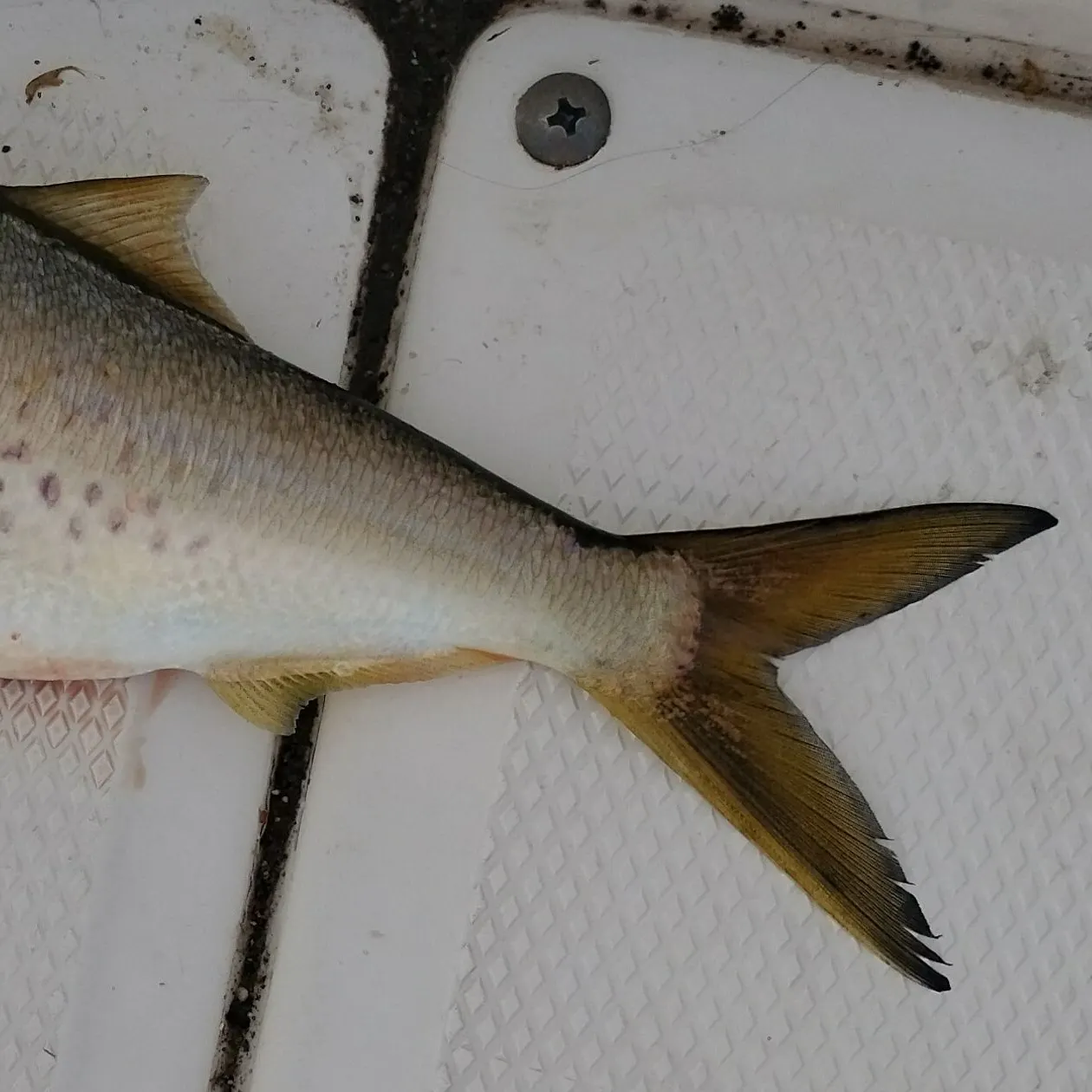 The most recent Gulf menhaden catches on Fishbrain