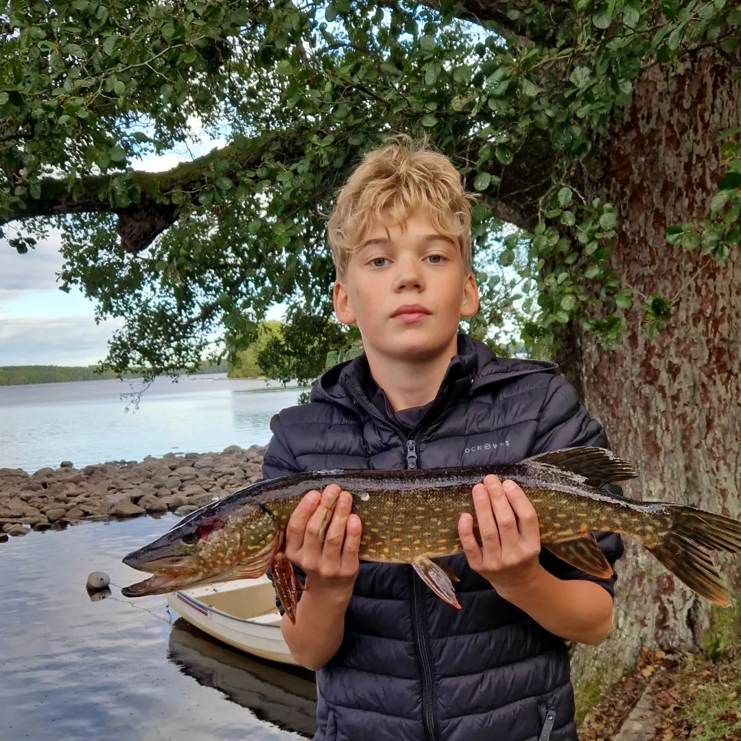 Northern pike caught on Fishbrain