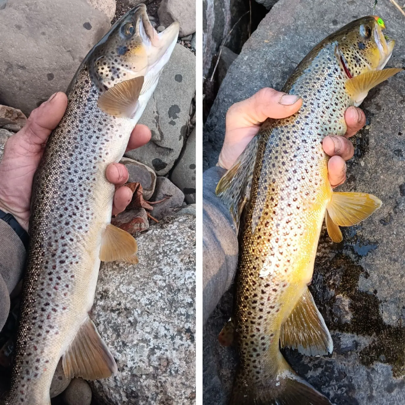 recently logged catches