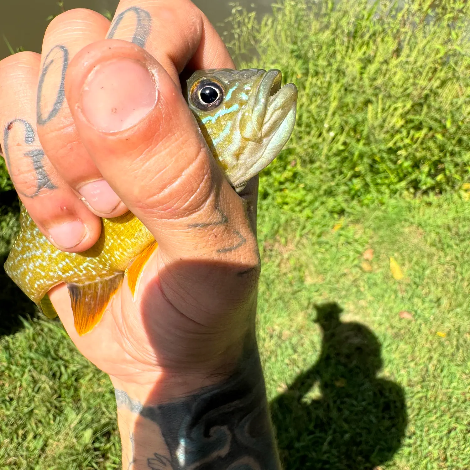 Green sunfish caught on Fishbrain