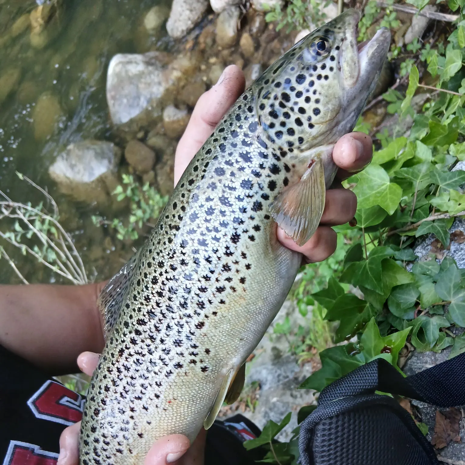most liked catch image