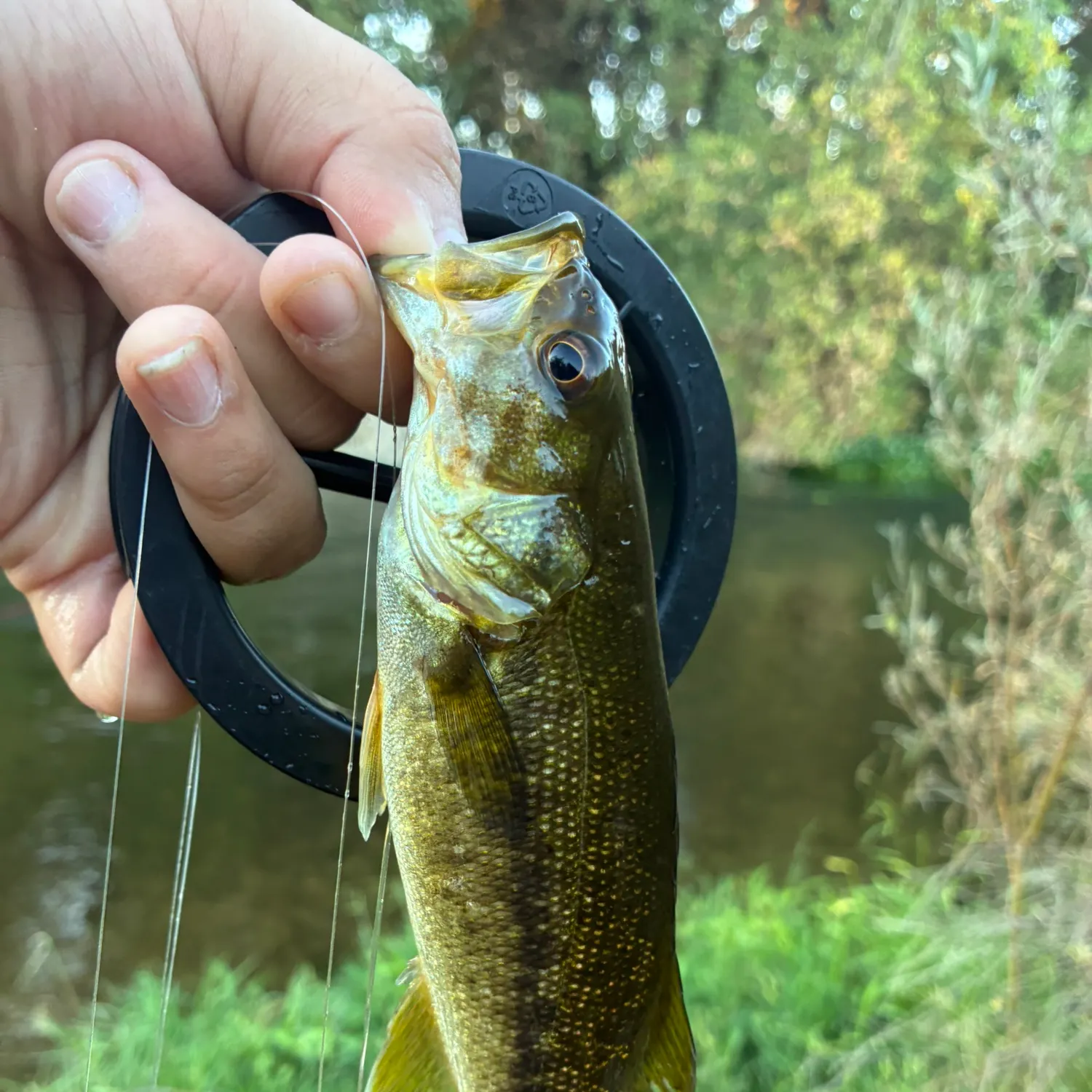 The most recent Spotted bass catches on Fishbrain