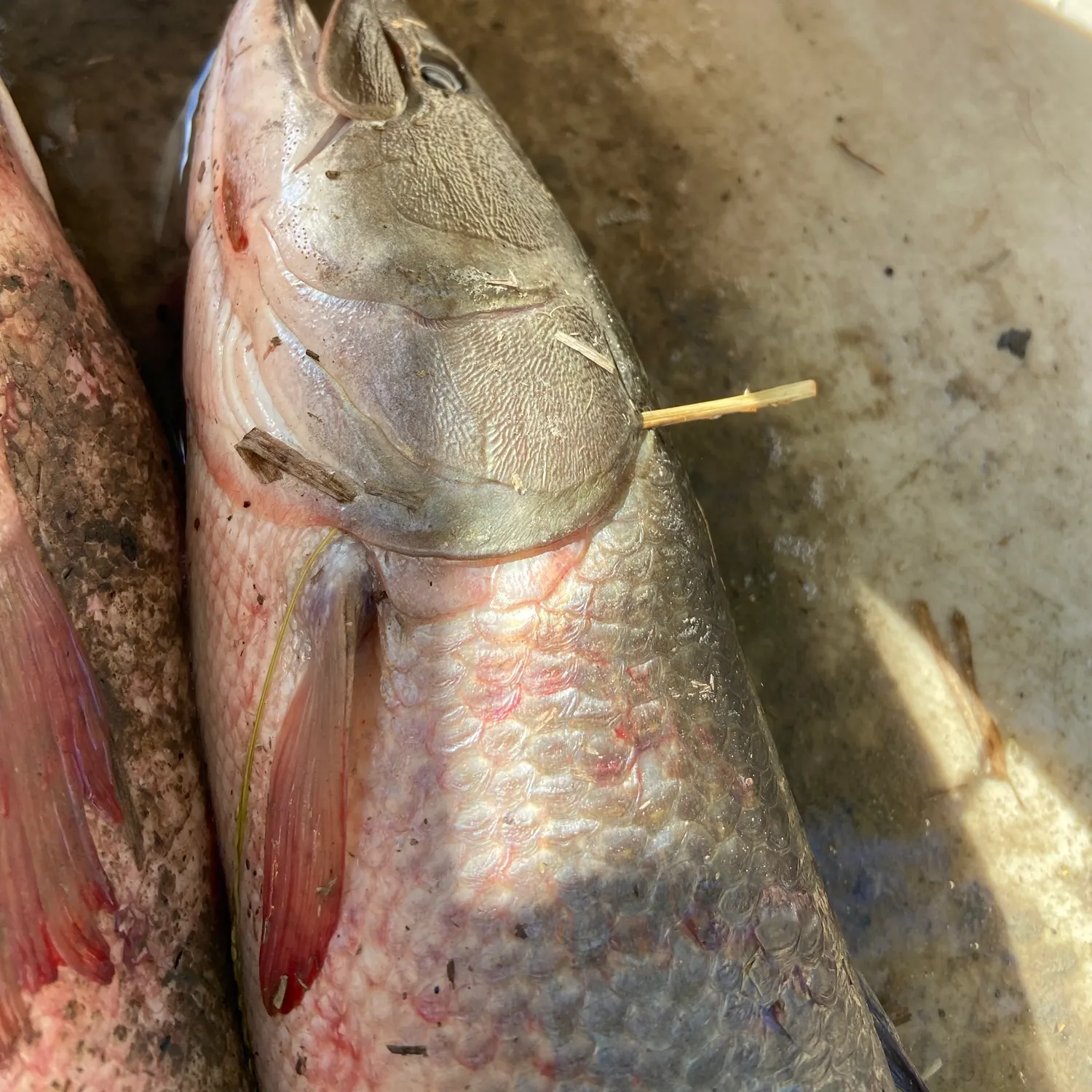 Eyetail bowfin caught on Fishbrain