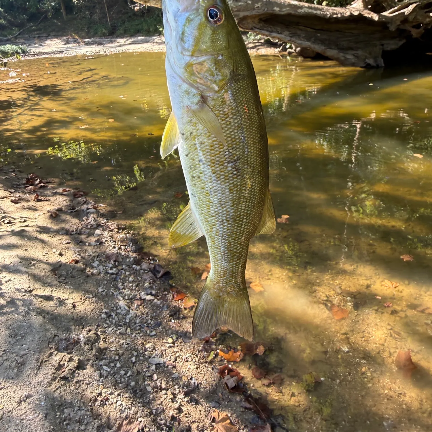 Smallmouth bass caught on Fishbrain