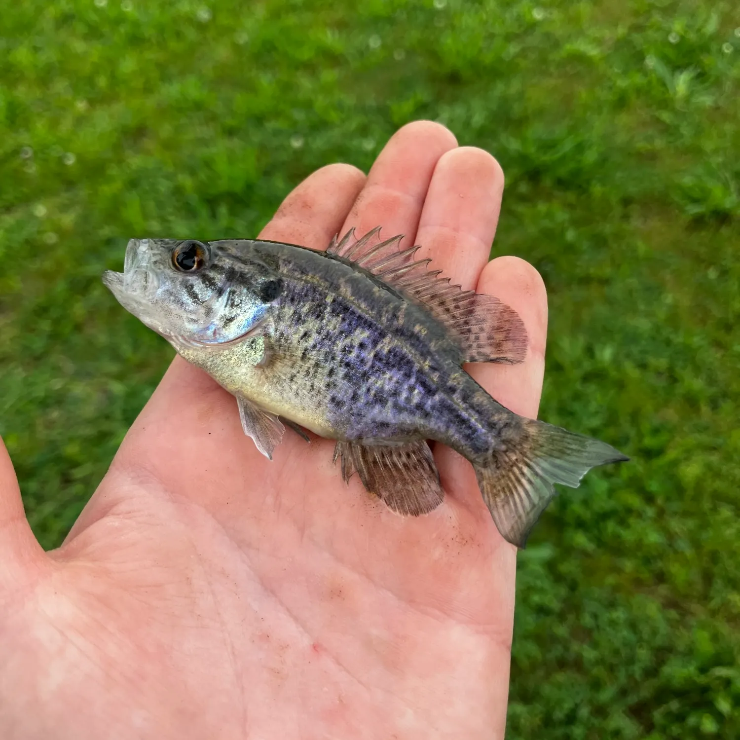 The most recent Roanoke bass catches on Fishbrain