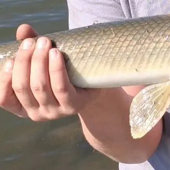 Shortnose gar caught on Fishbrain