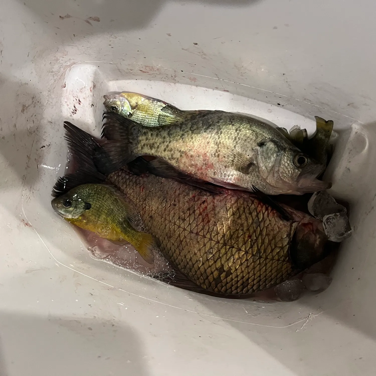 Black buffalo caught on Fishbrain