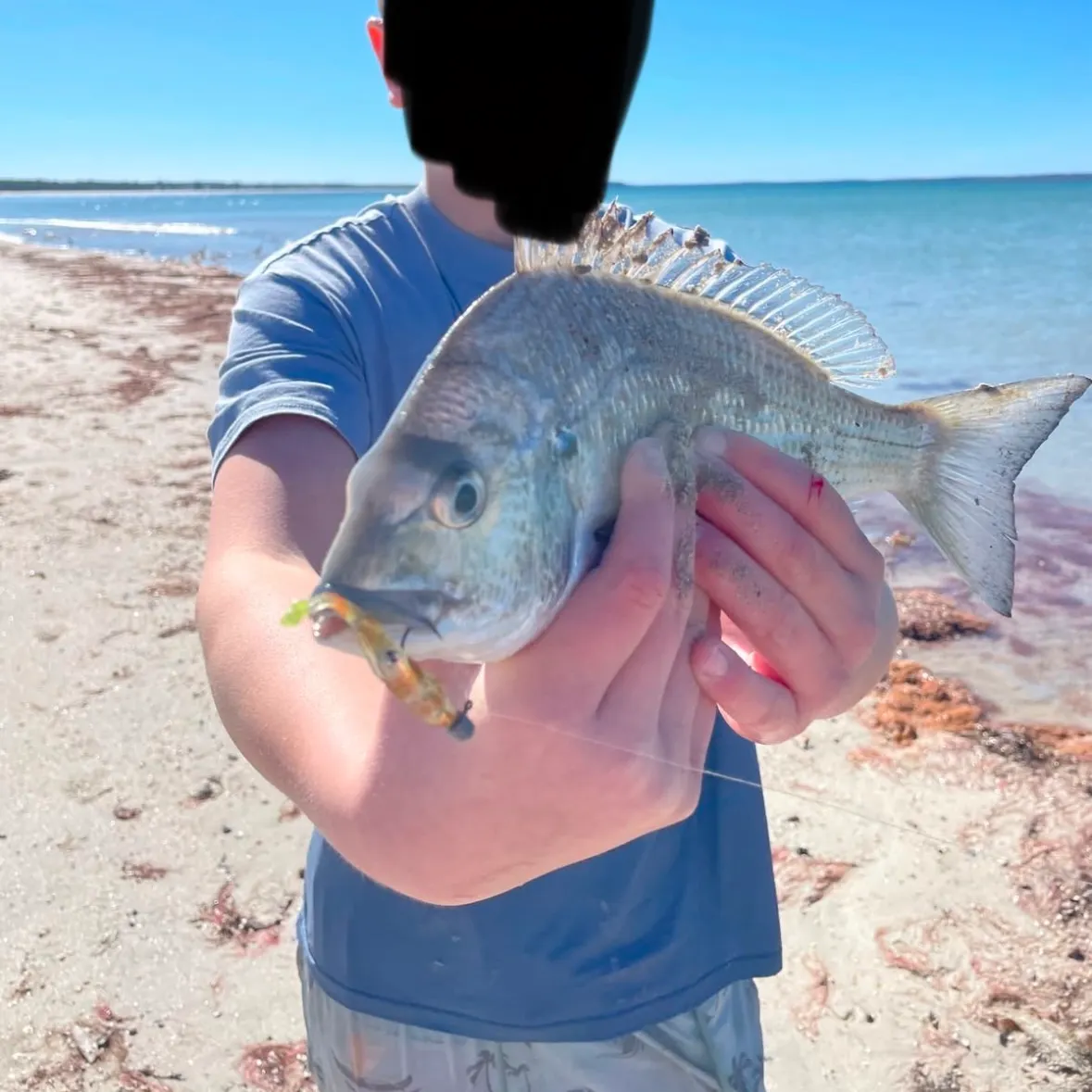 Surf bream caught on Fishbrain