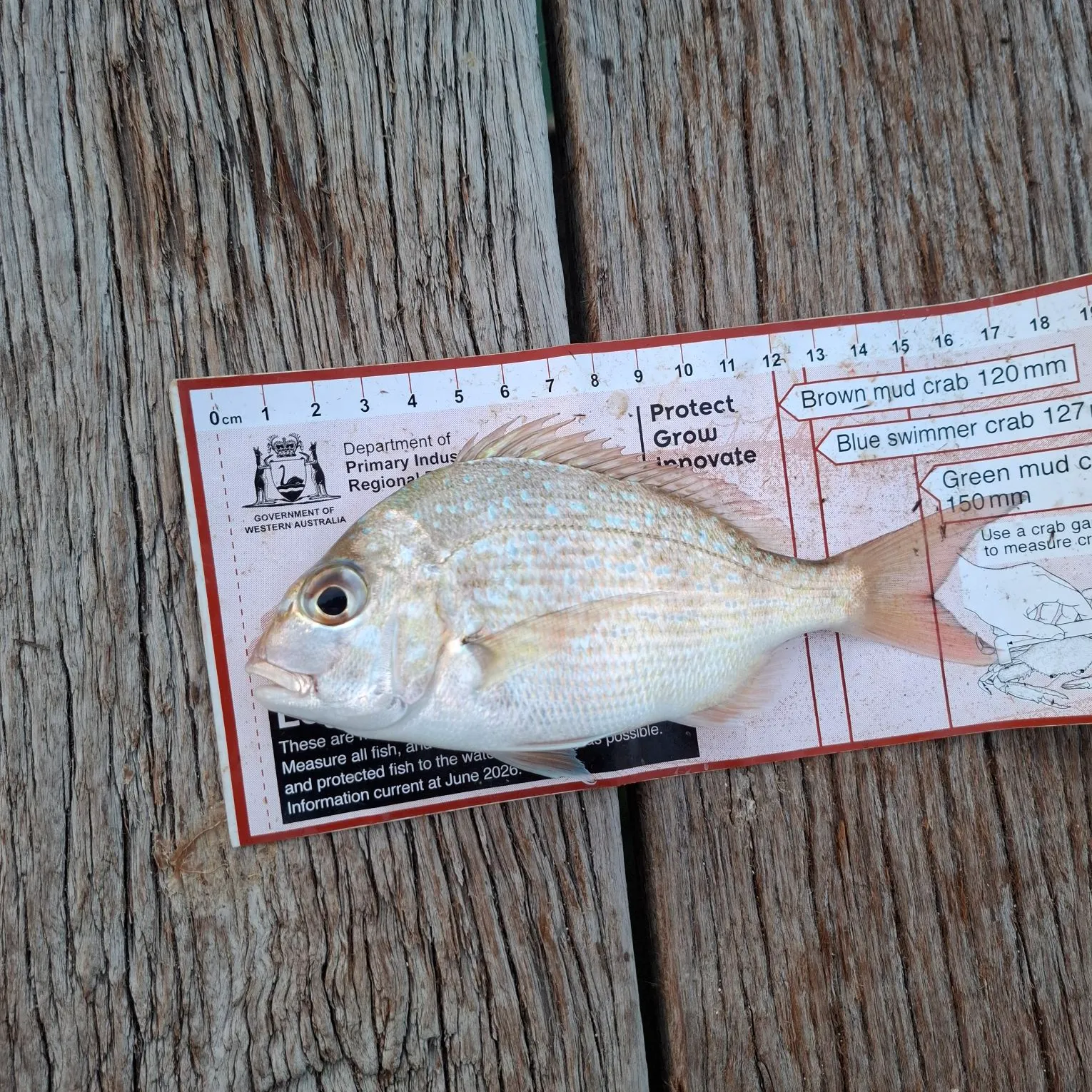 Australasian snapper caught on Fishbrain