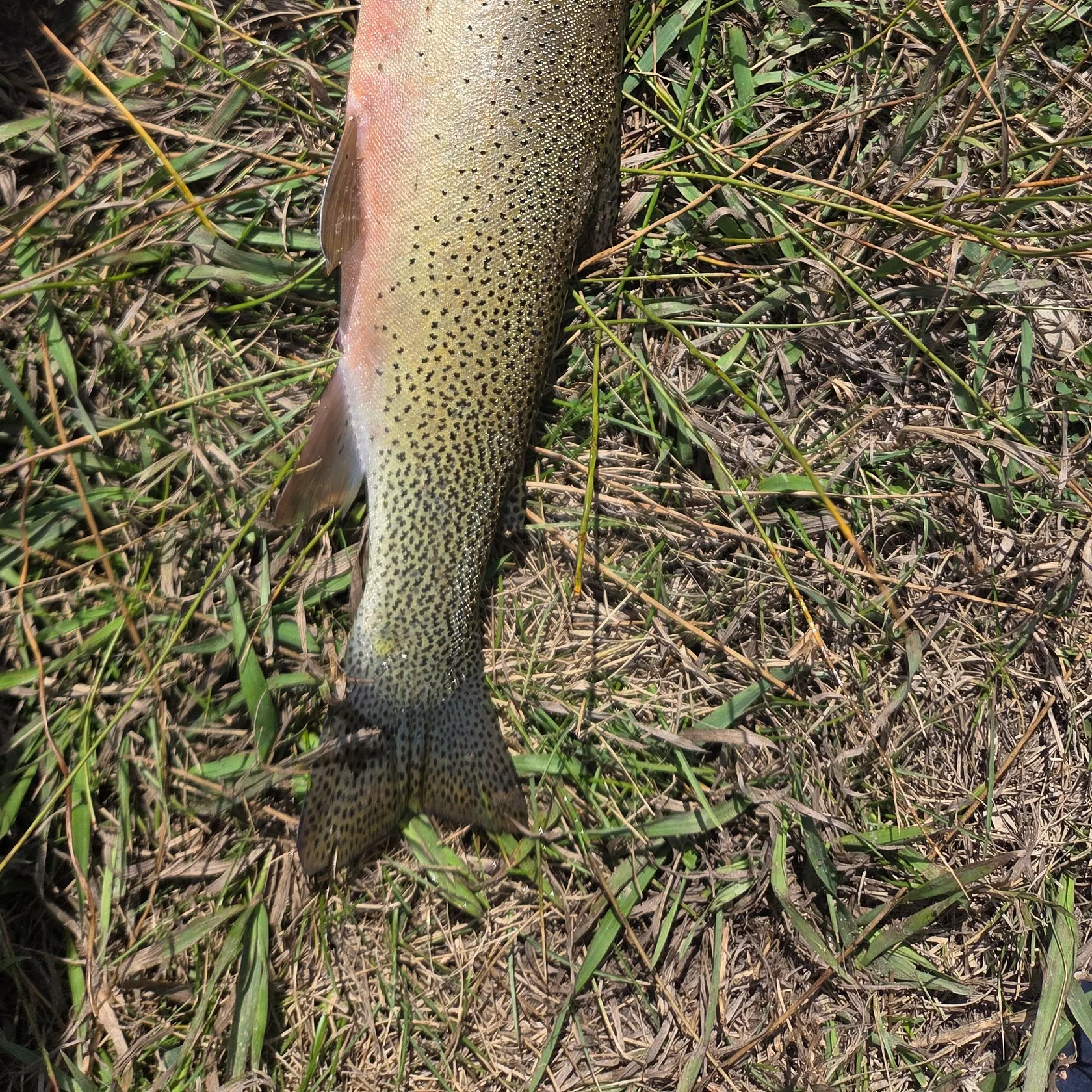 Cutthroat trout caught on Fishbrain
