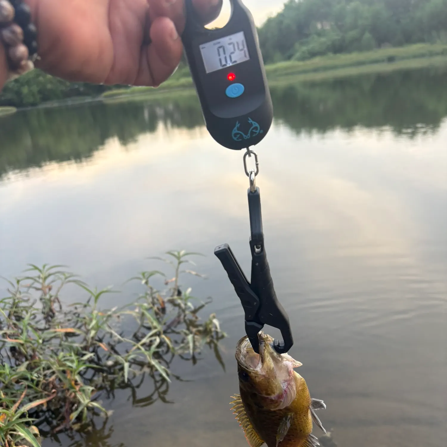Warmouth caught on Fishbrain