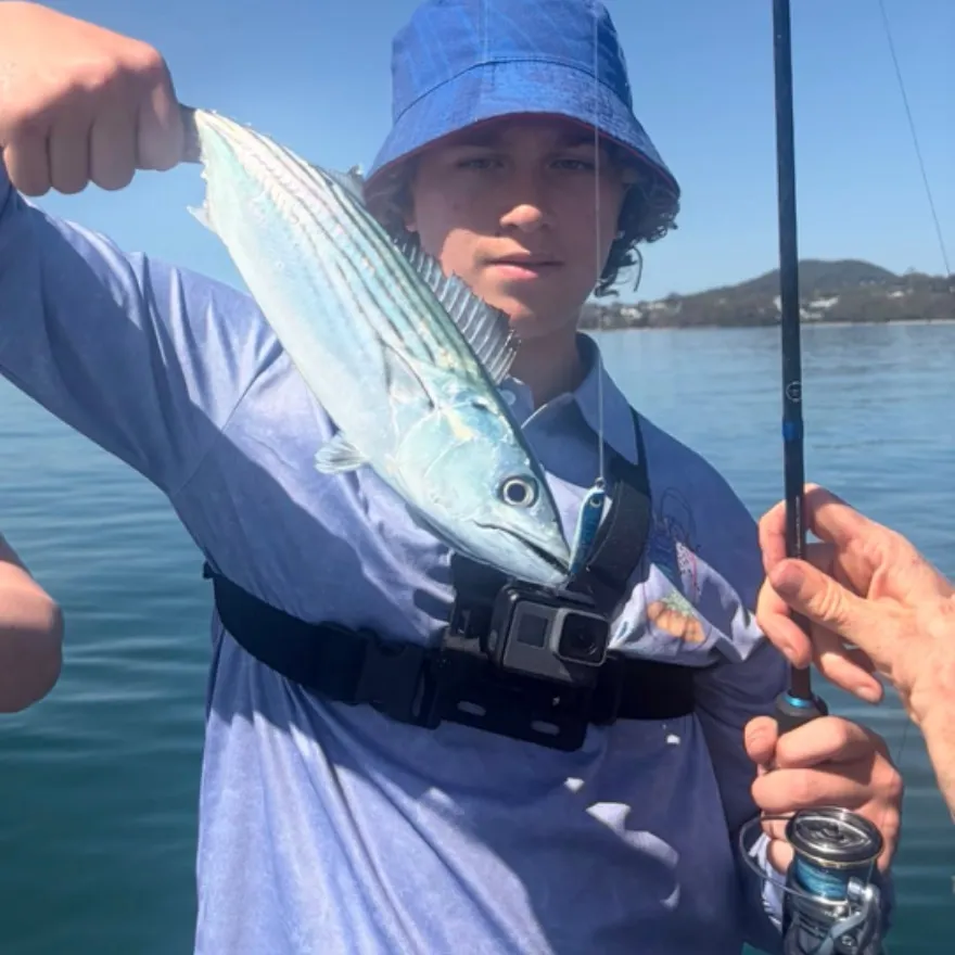 Australian bonito caught on Fishbrain