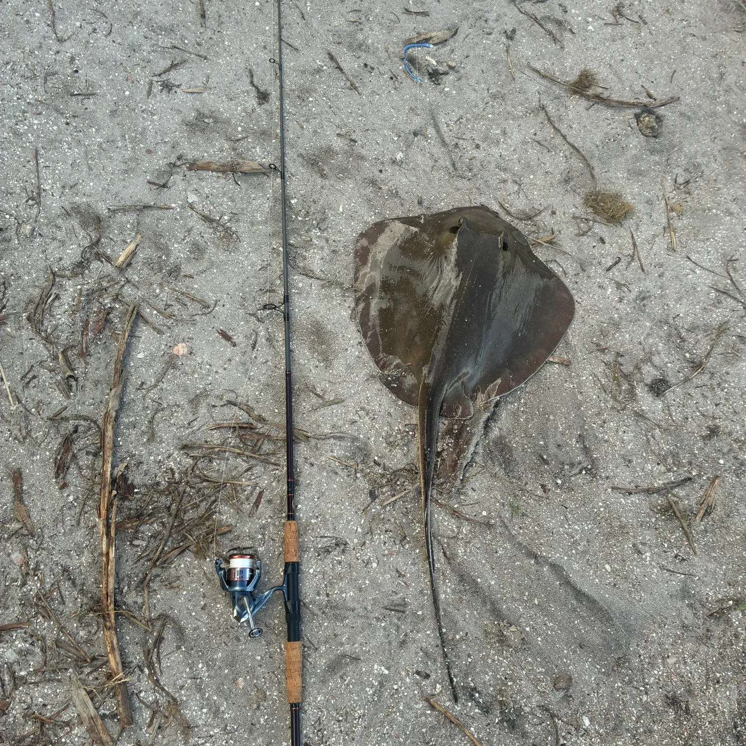 Atlantic stingray caught on Fishbrain