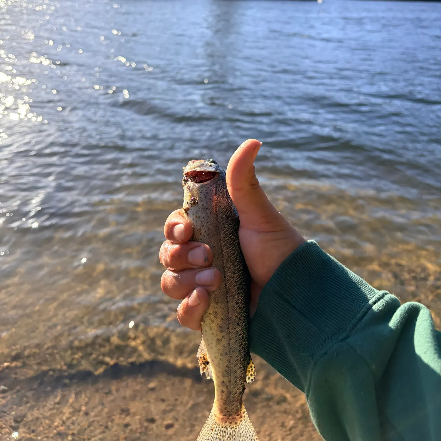 Rainbow trout caught on Fishbrain