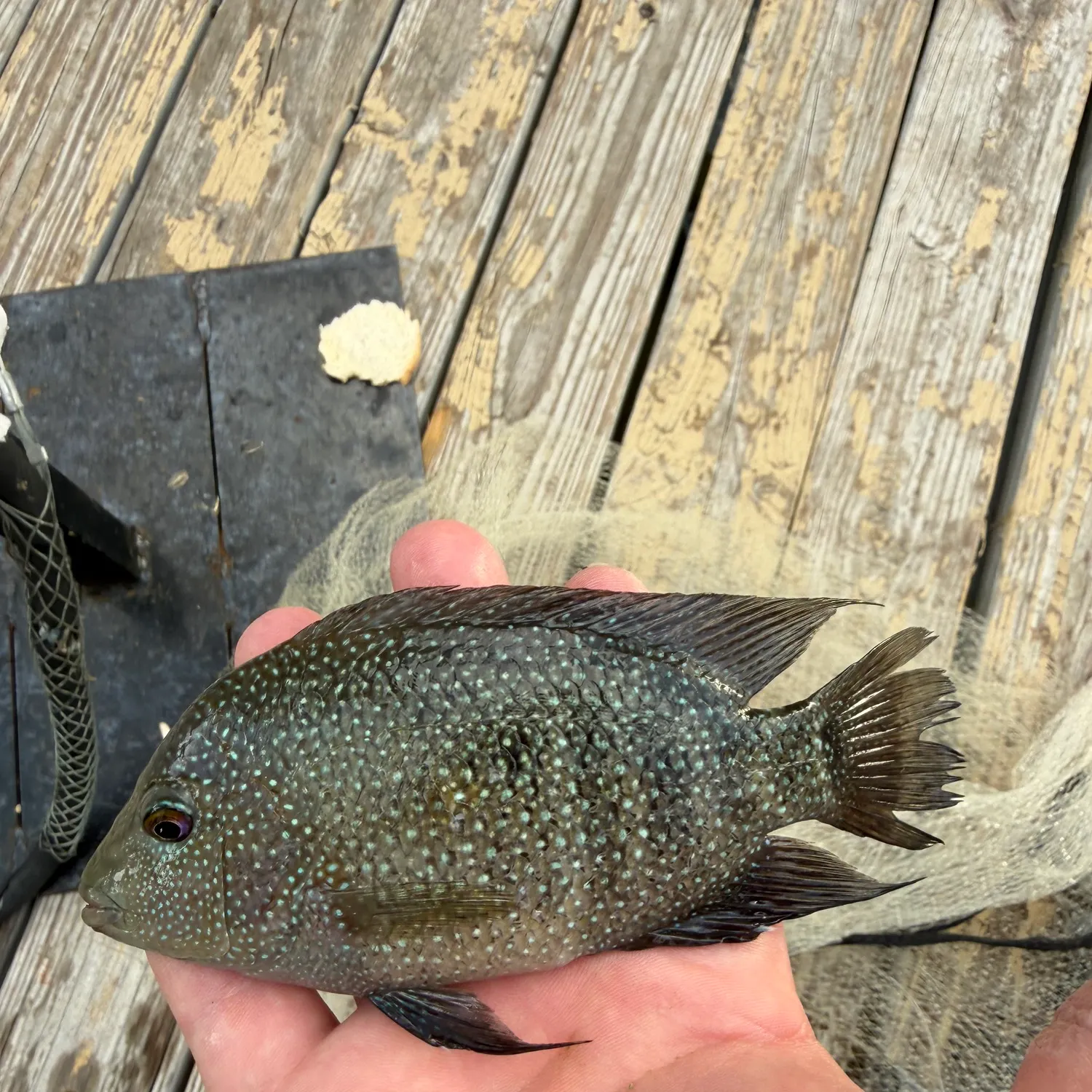 The most recent Rio Grande cichlid catches on Fishbrain