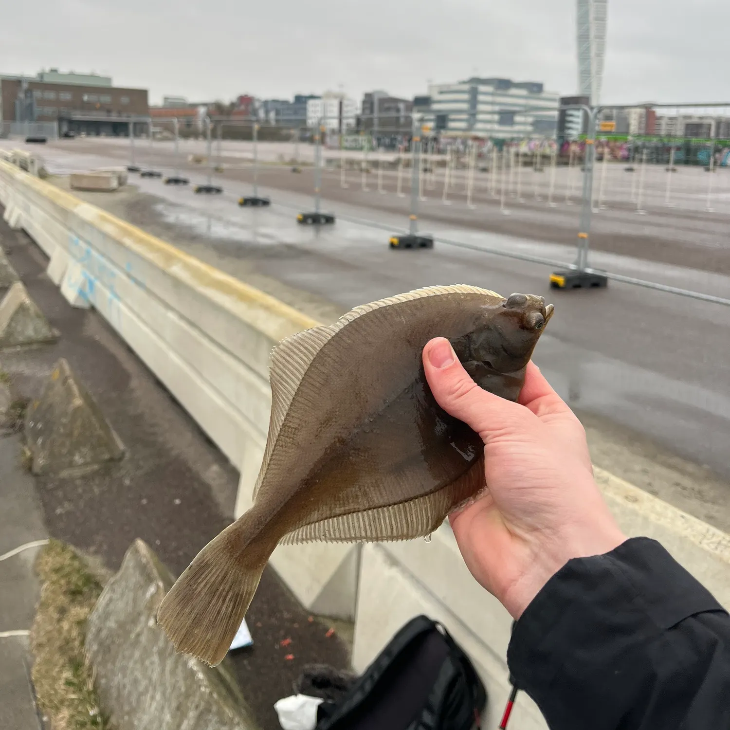 The most recent Common dab catches on Fishbrain