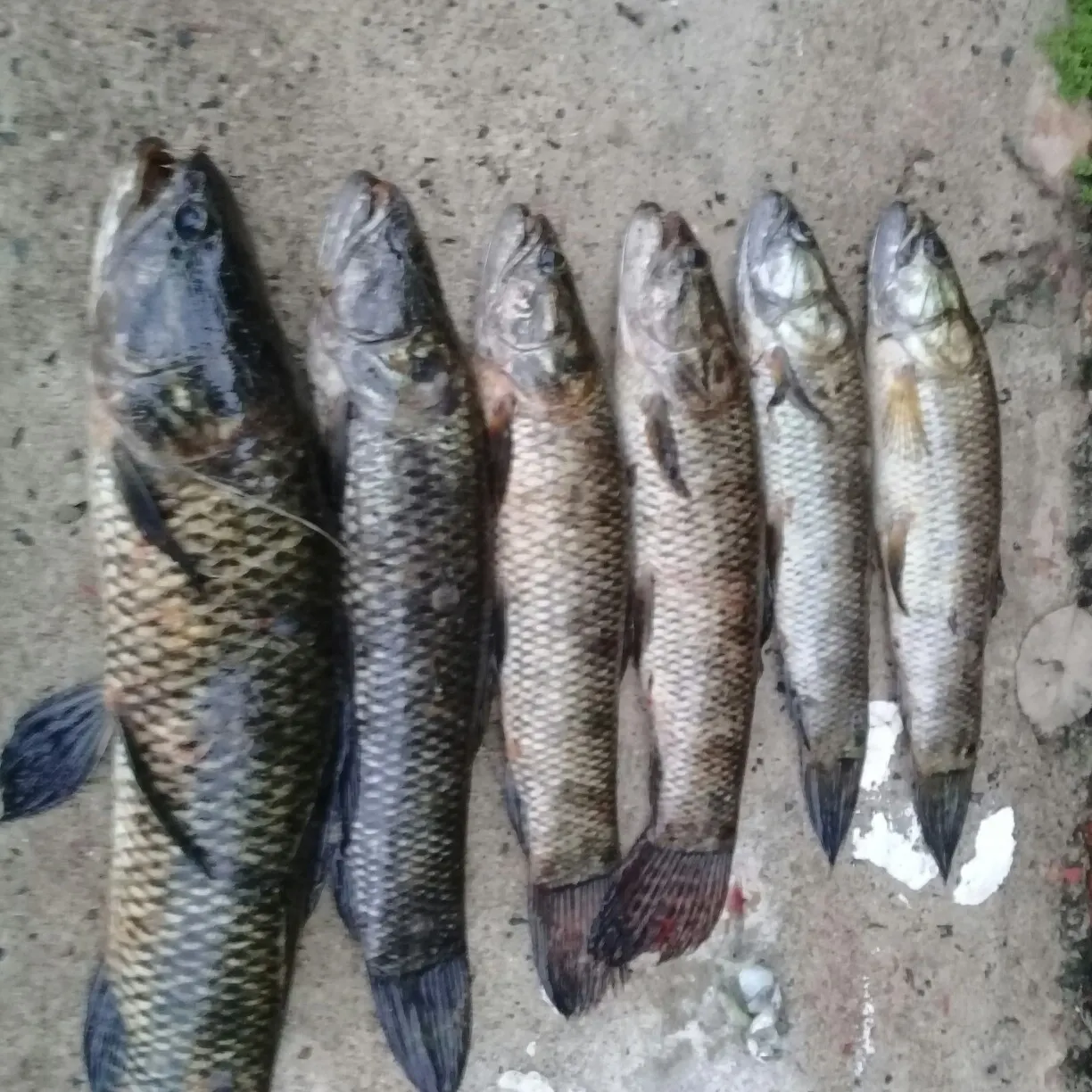 recently logged catches