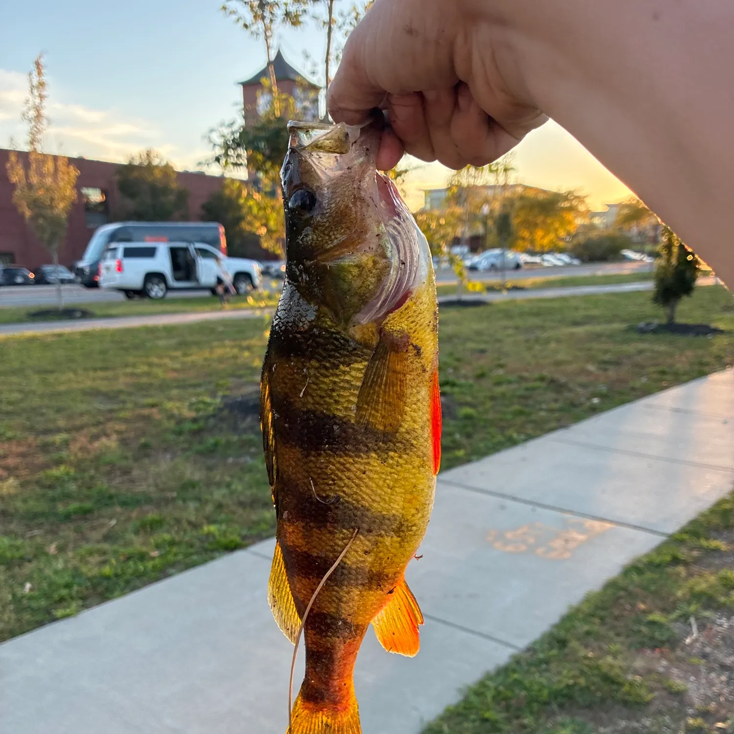 Yellow perch caught on Fishbrain