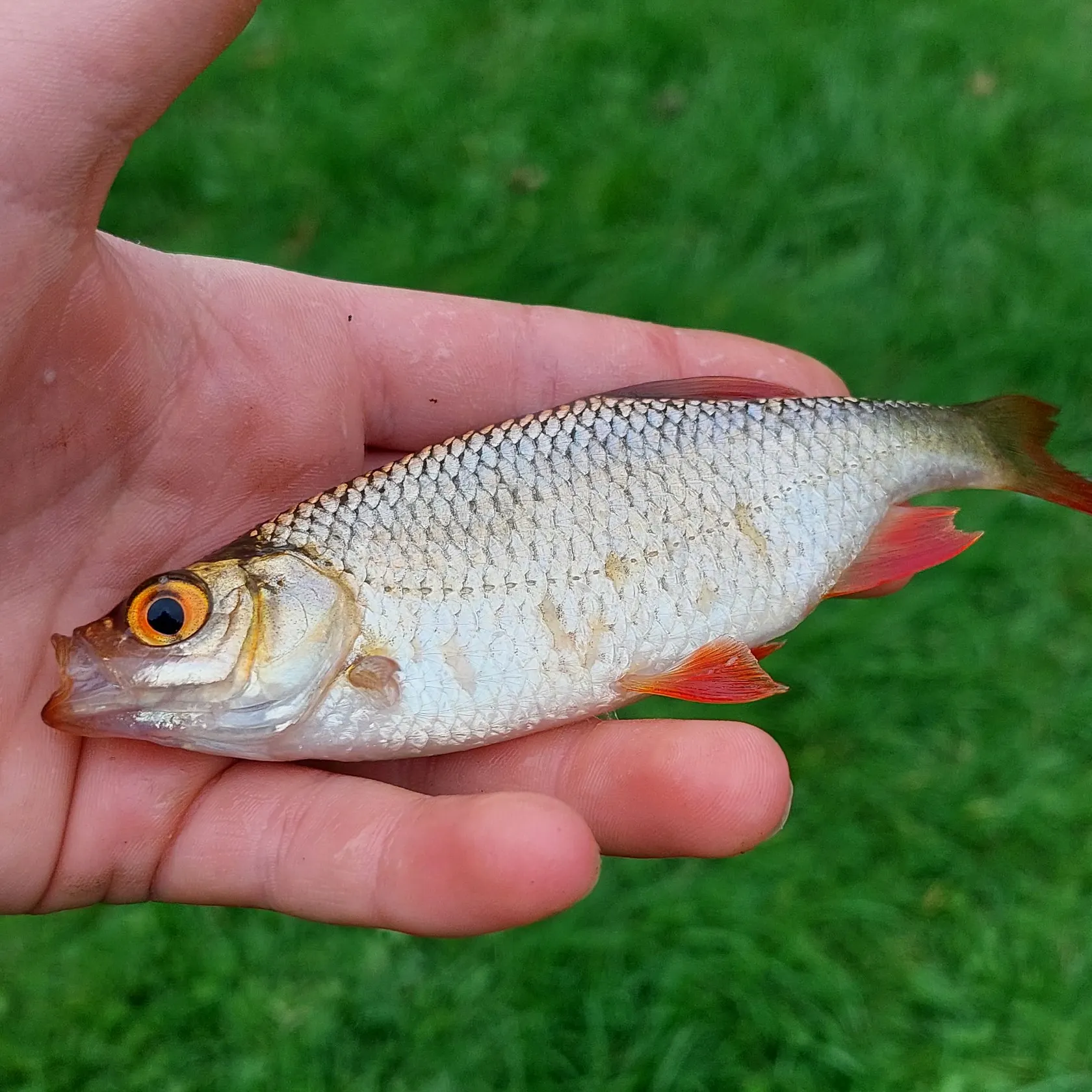Common rudd caught on Fishbrain