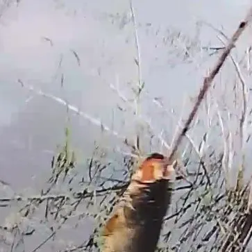 The most recent Trahira catches on Fishbrain