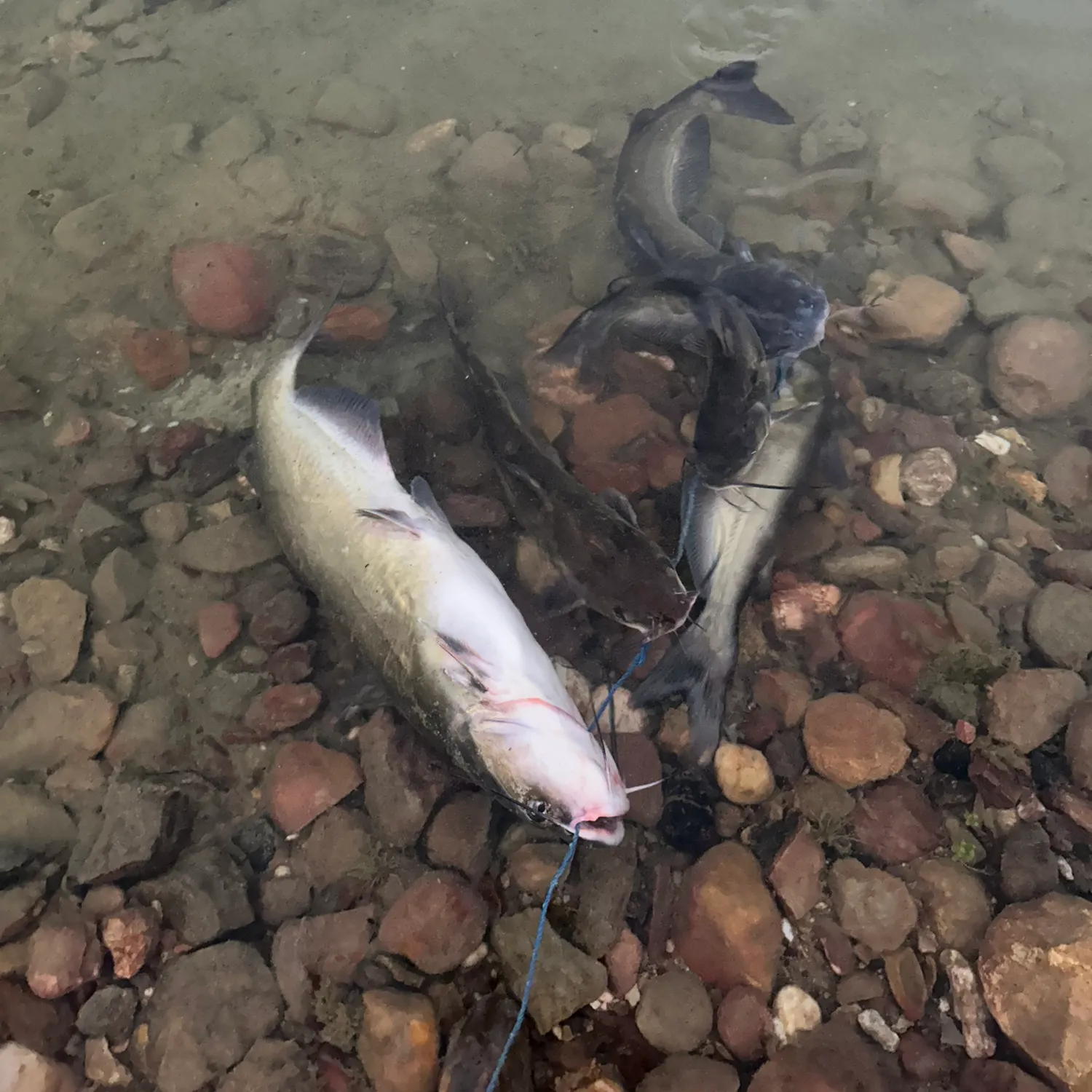 Channel catfish caught on Fishbrain