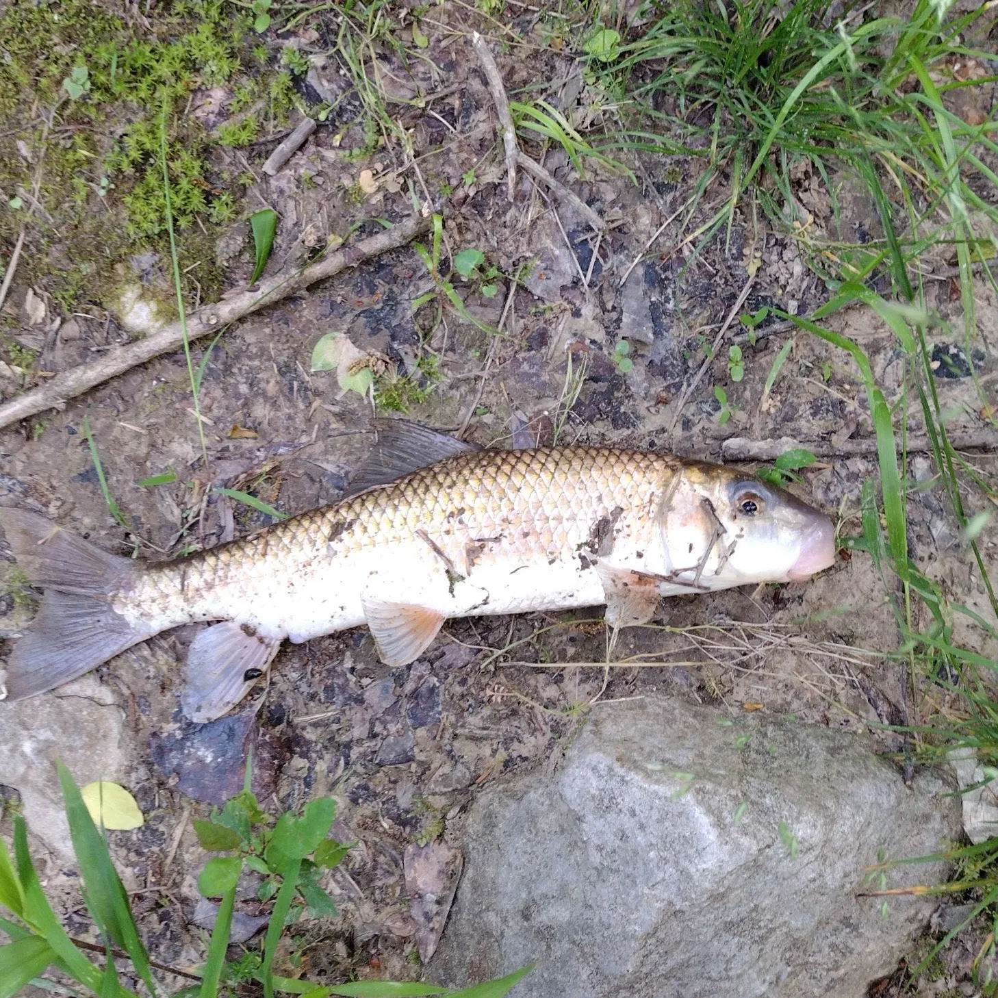 The most recent Golden redhorse catches on Fishbrain