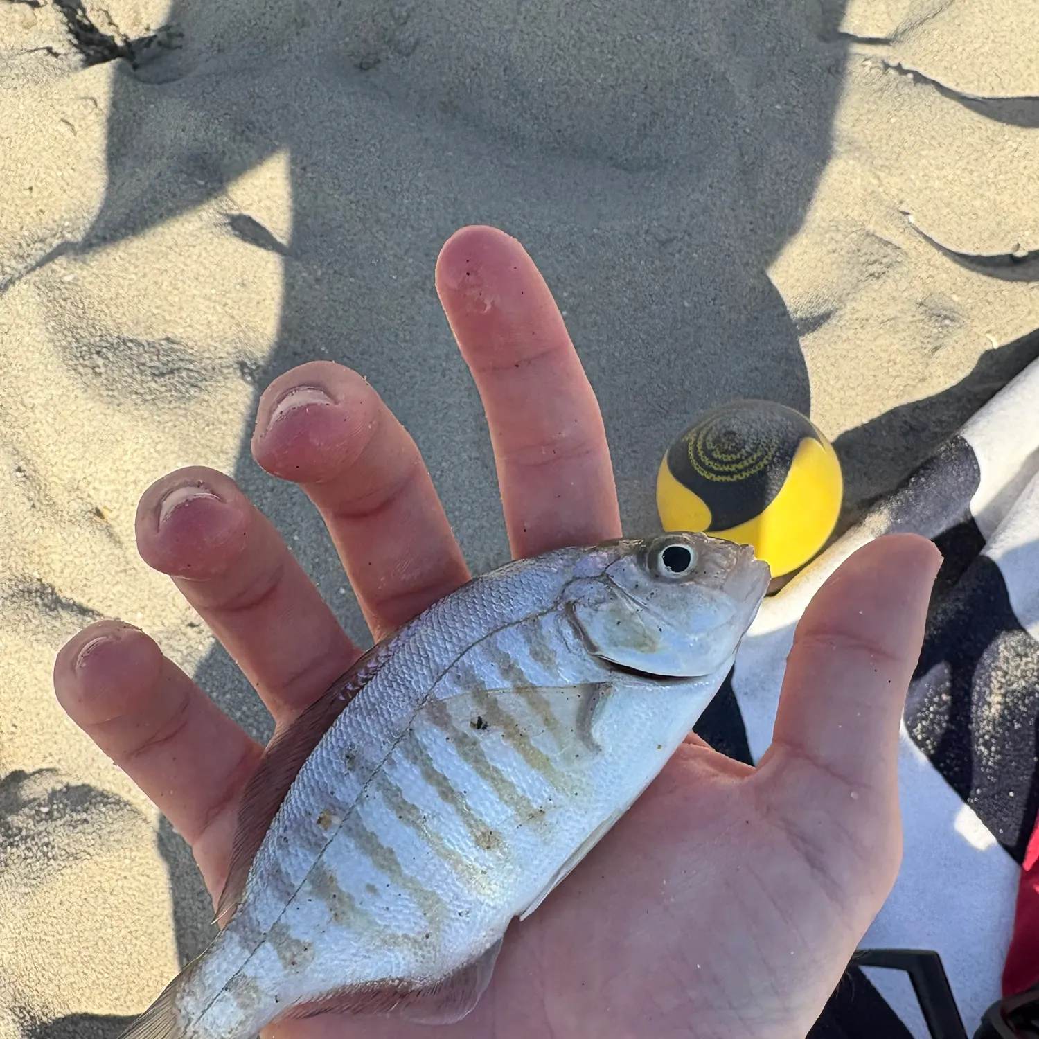 The most recent Barred surfperch catches on Fishbrain