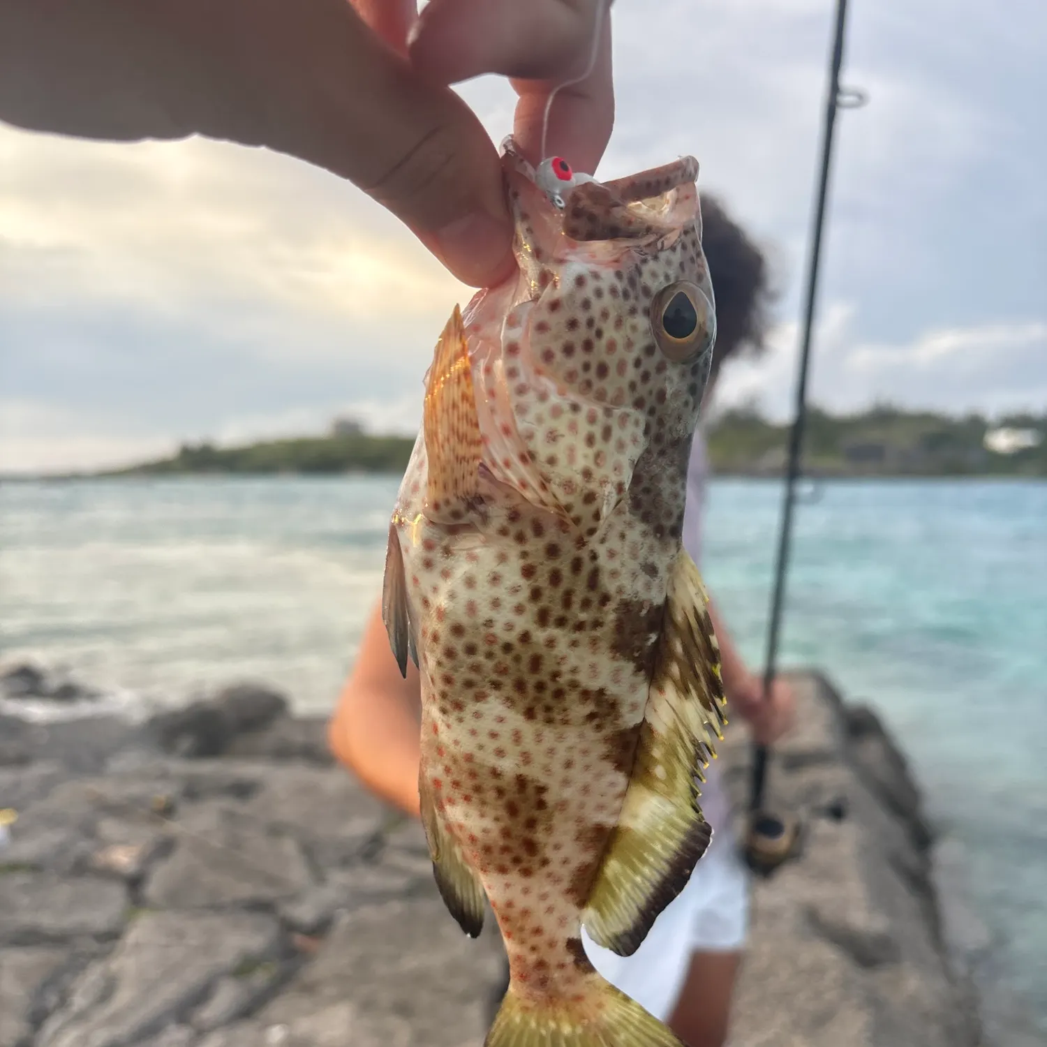 The most recent Rock hind catches on Fishbrain