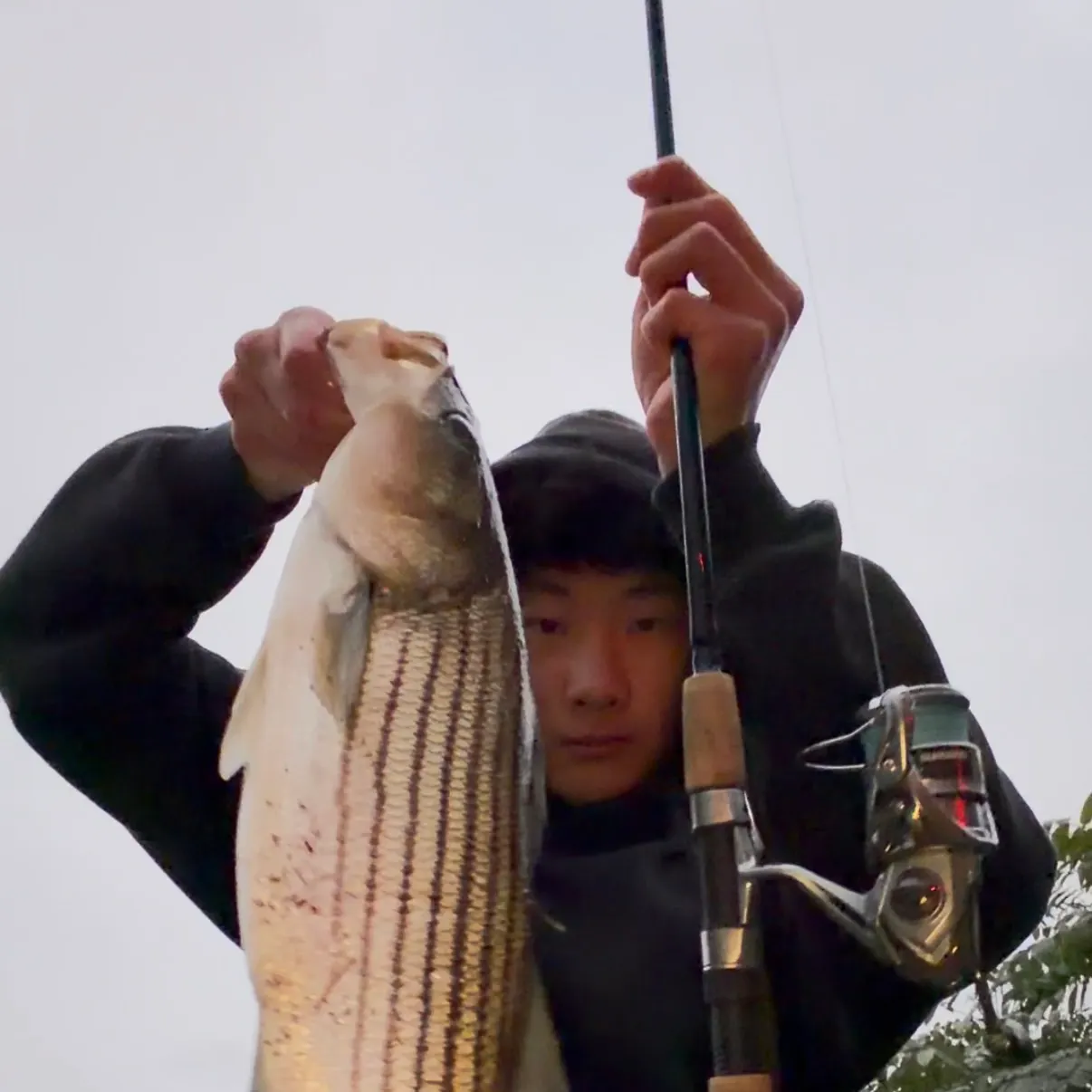 Striped bass caught on Fishbrain