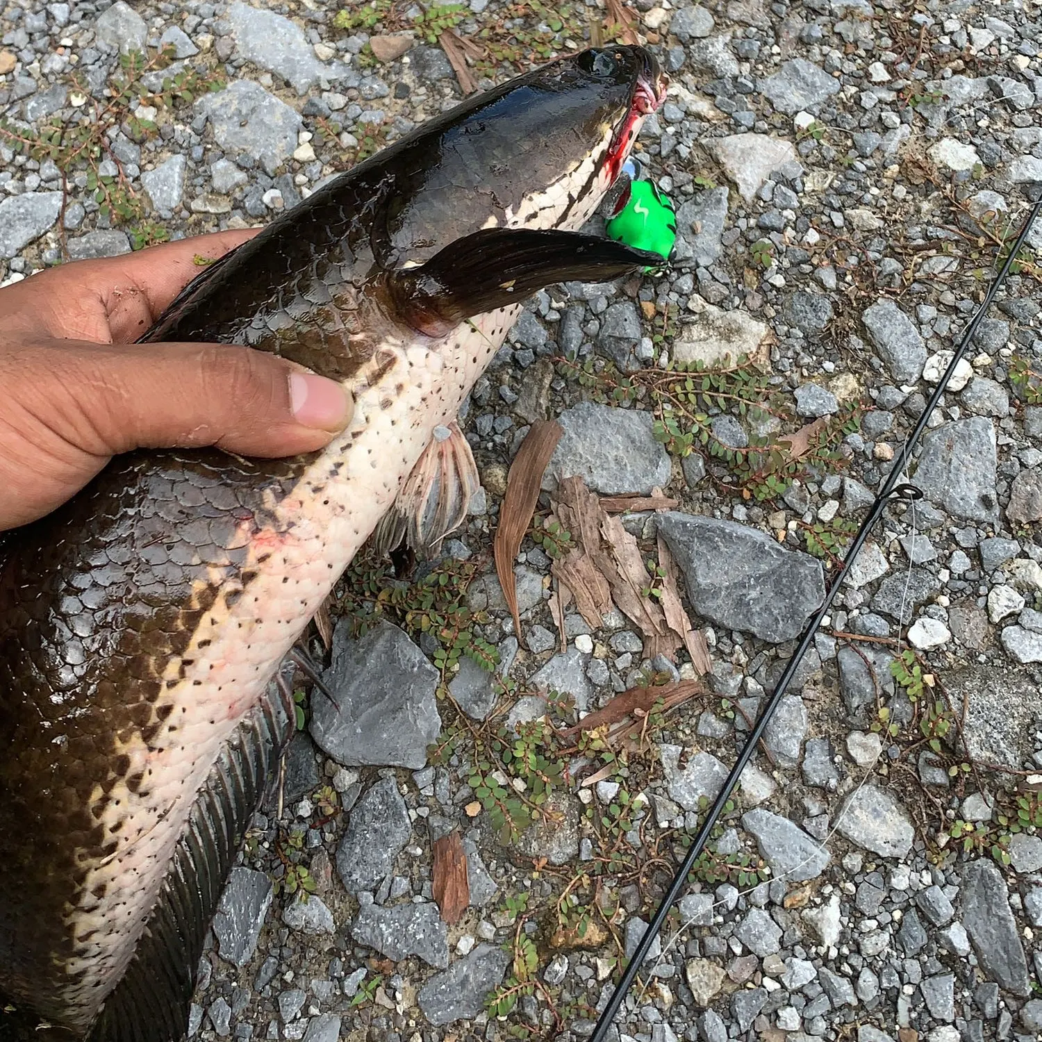 recently logged catches