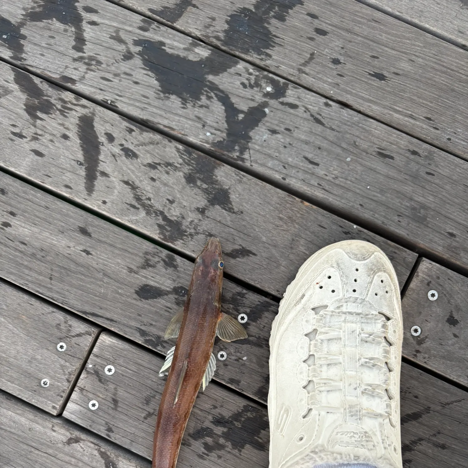The most recent Inshore lizardfish catches on Fishbrain