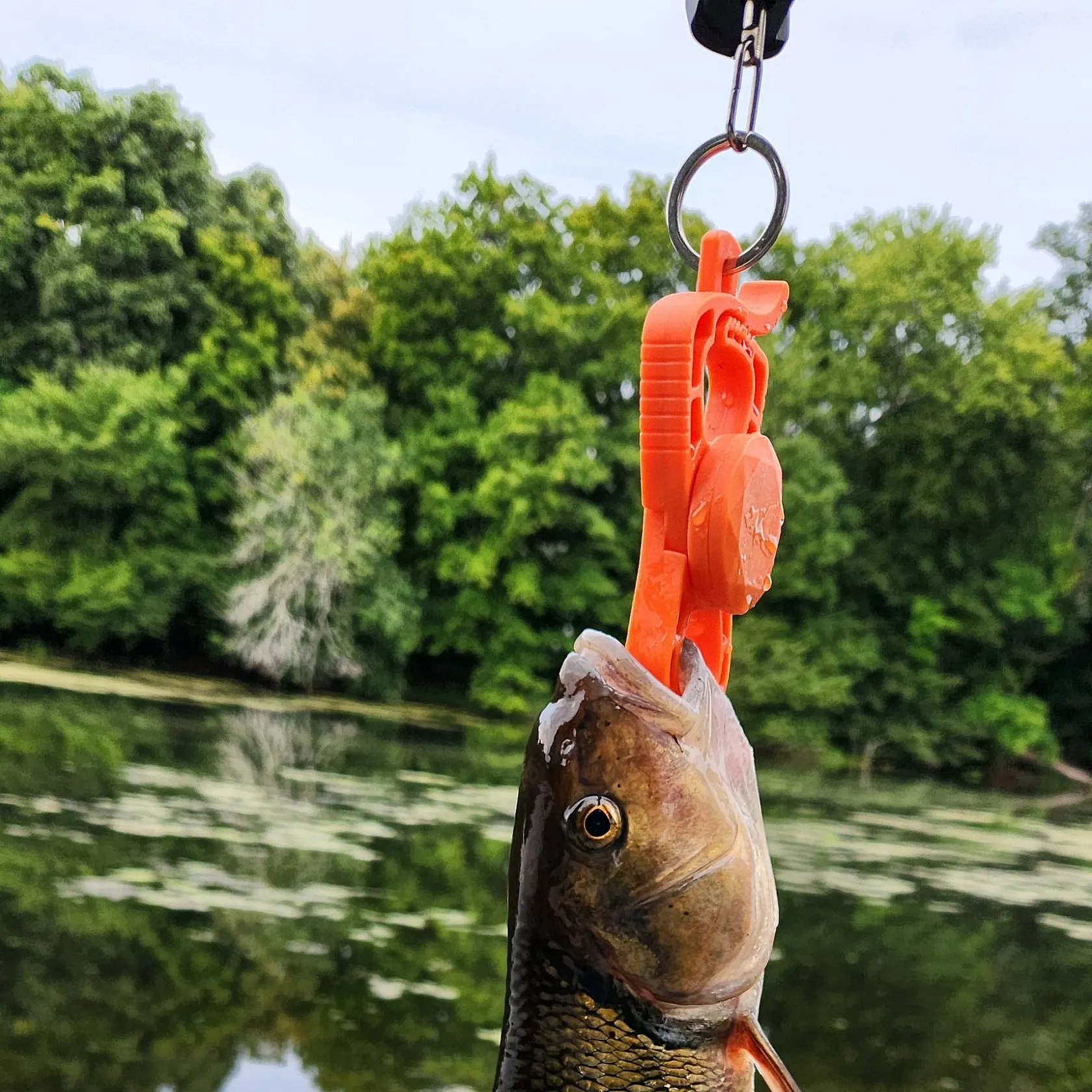 Fallfish caught on Fishbrain