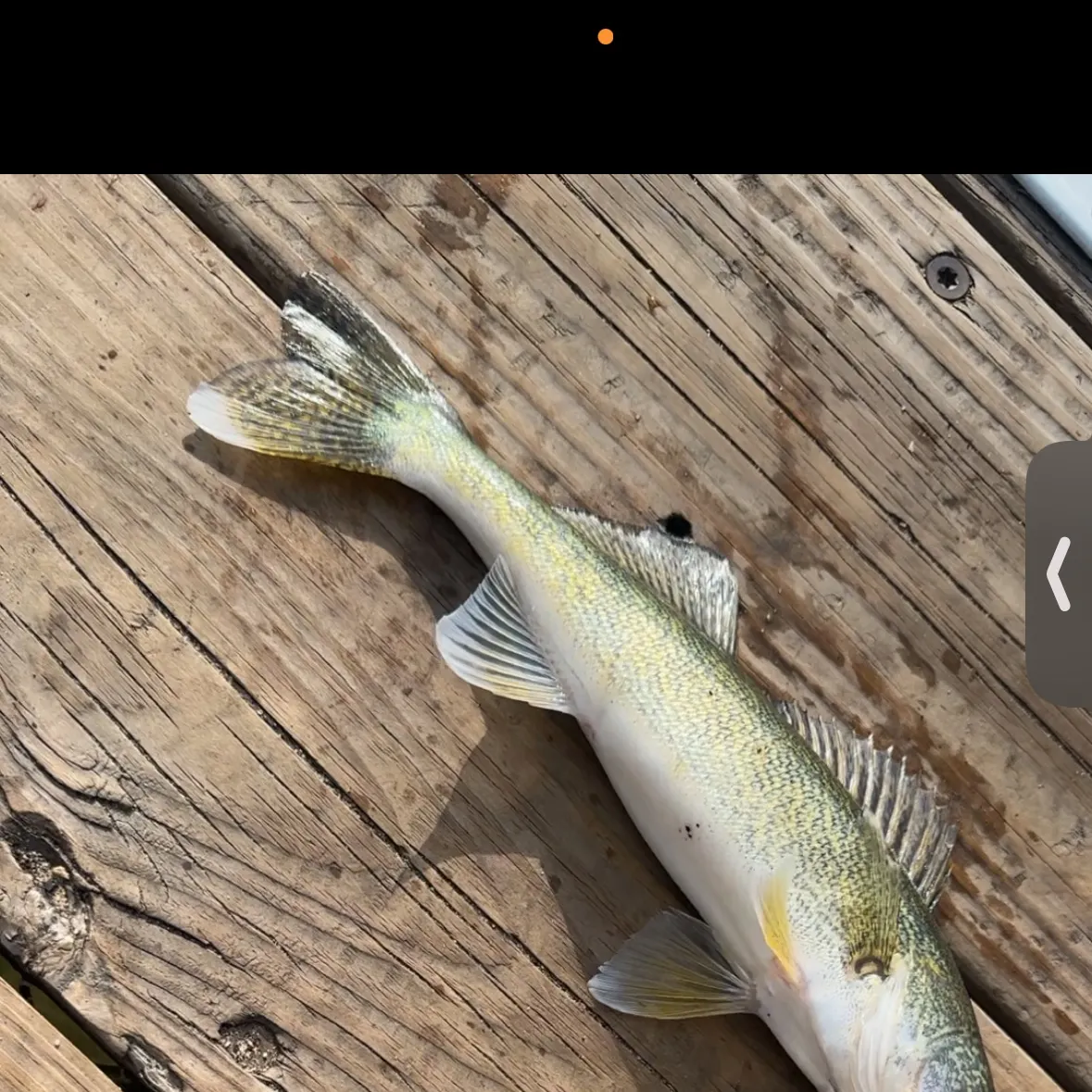 Walleye caught on Fishbrain